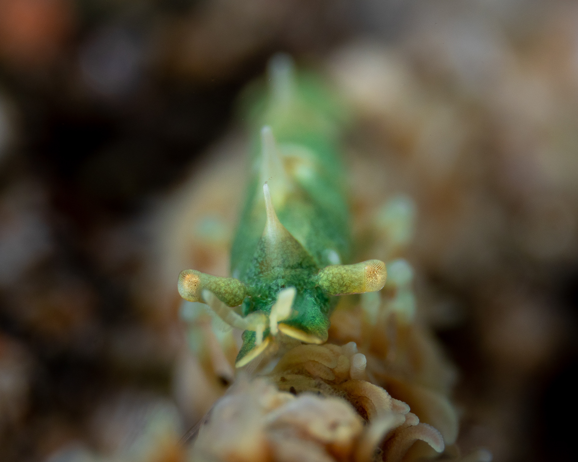 Dragon Shrimp