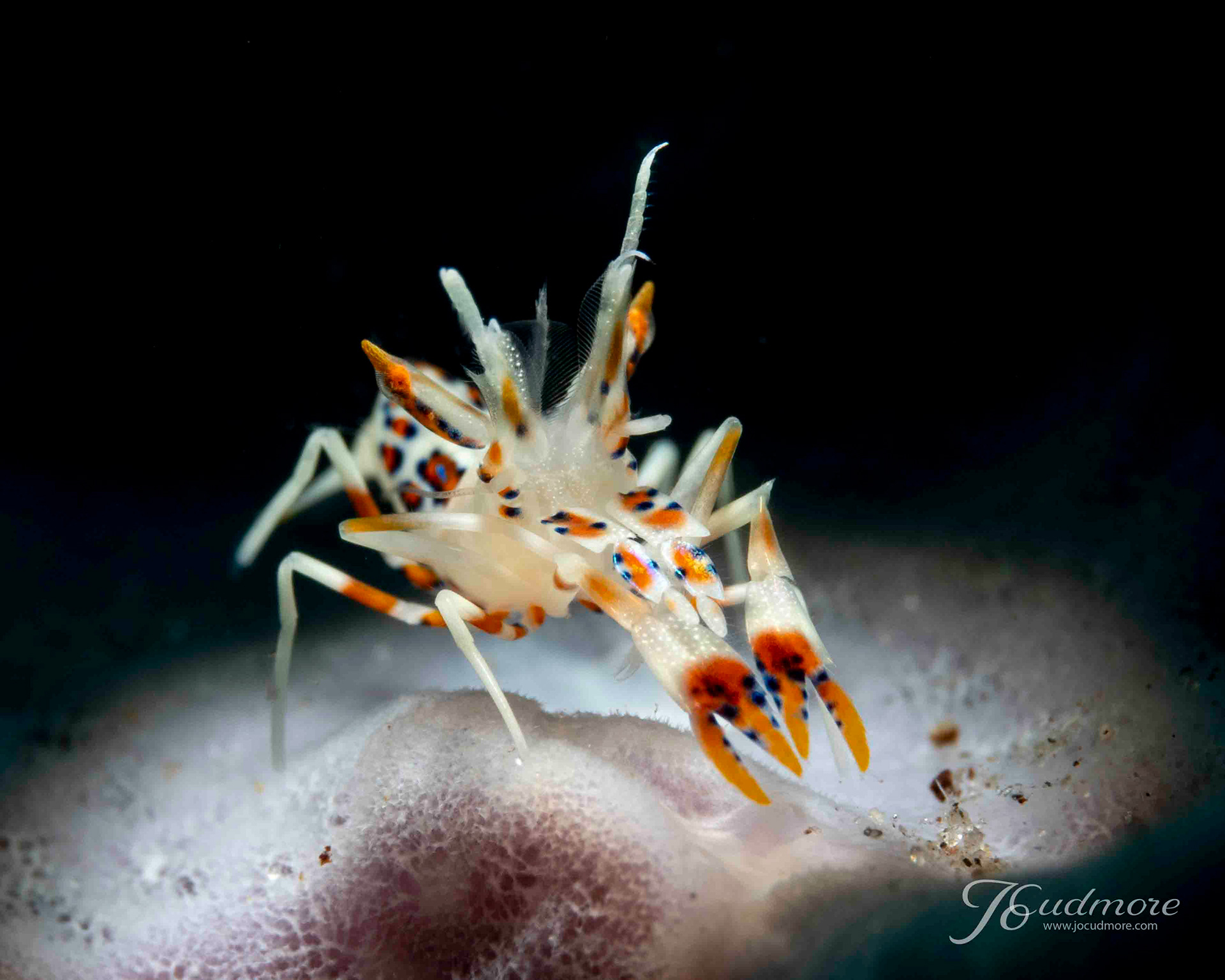 Spiny tiger shrimp