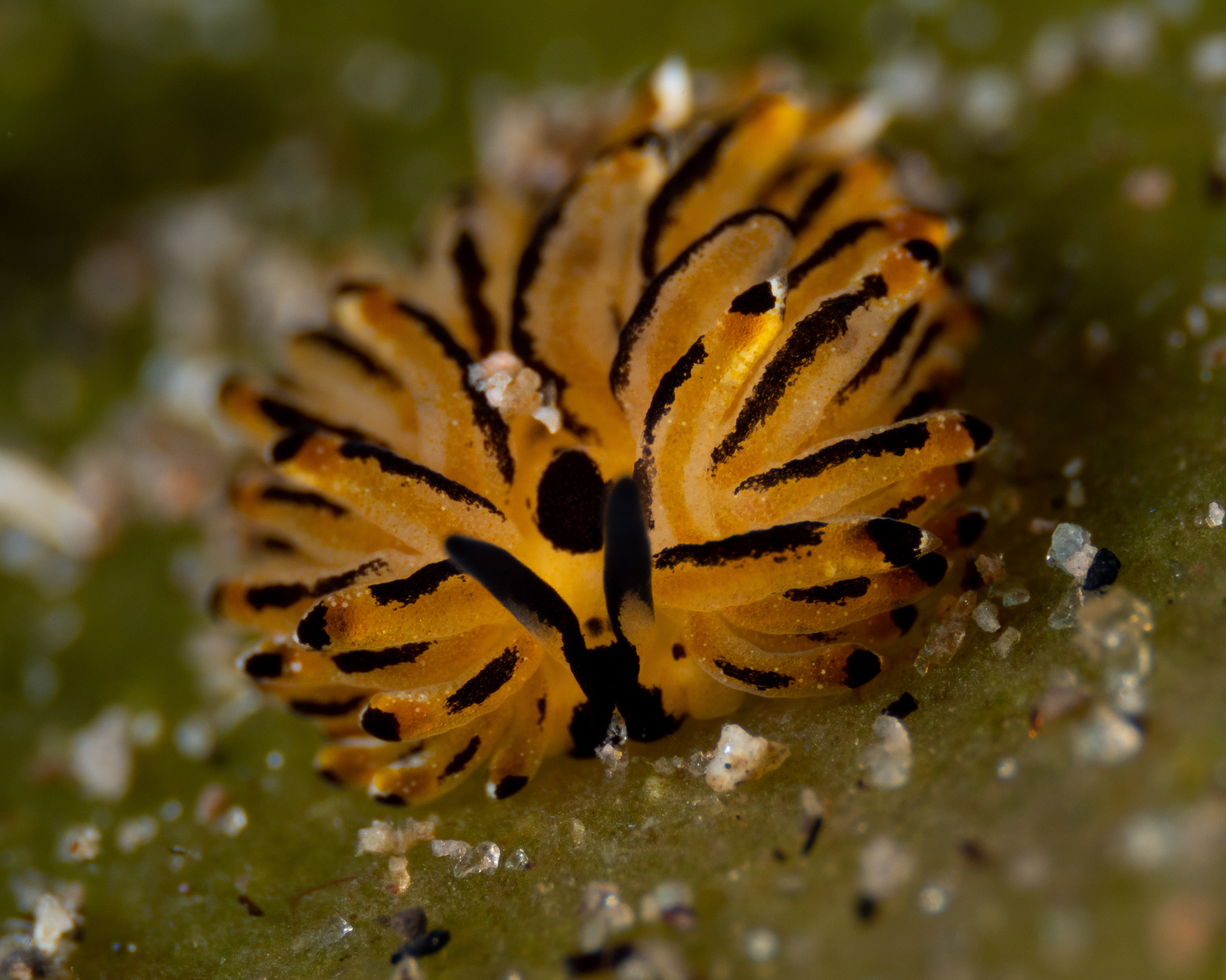 Banana sheep nudi - Costasiella sp.4