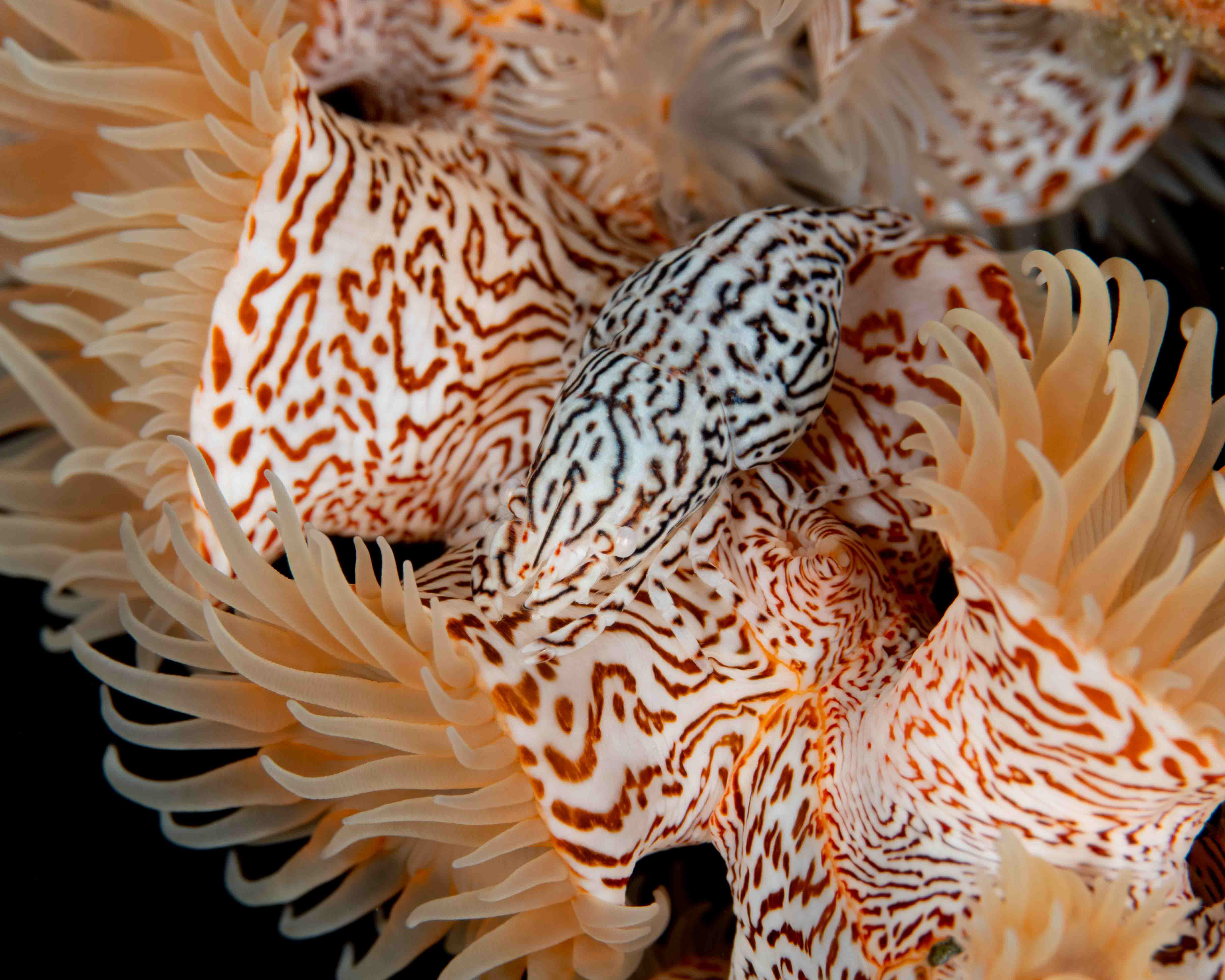Leopard Anemone Shrimp