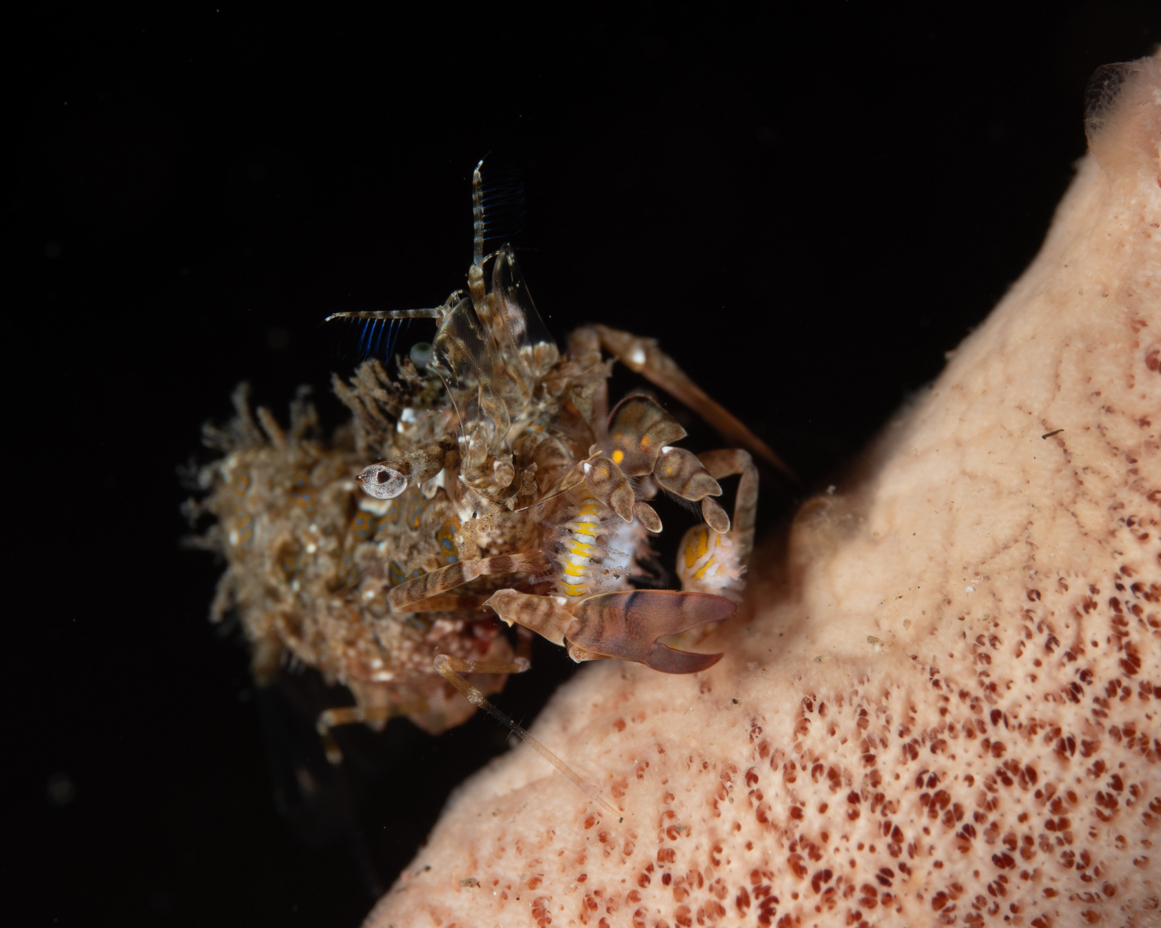 Phyllognathia simplex shrimp