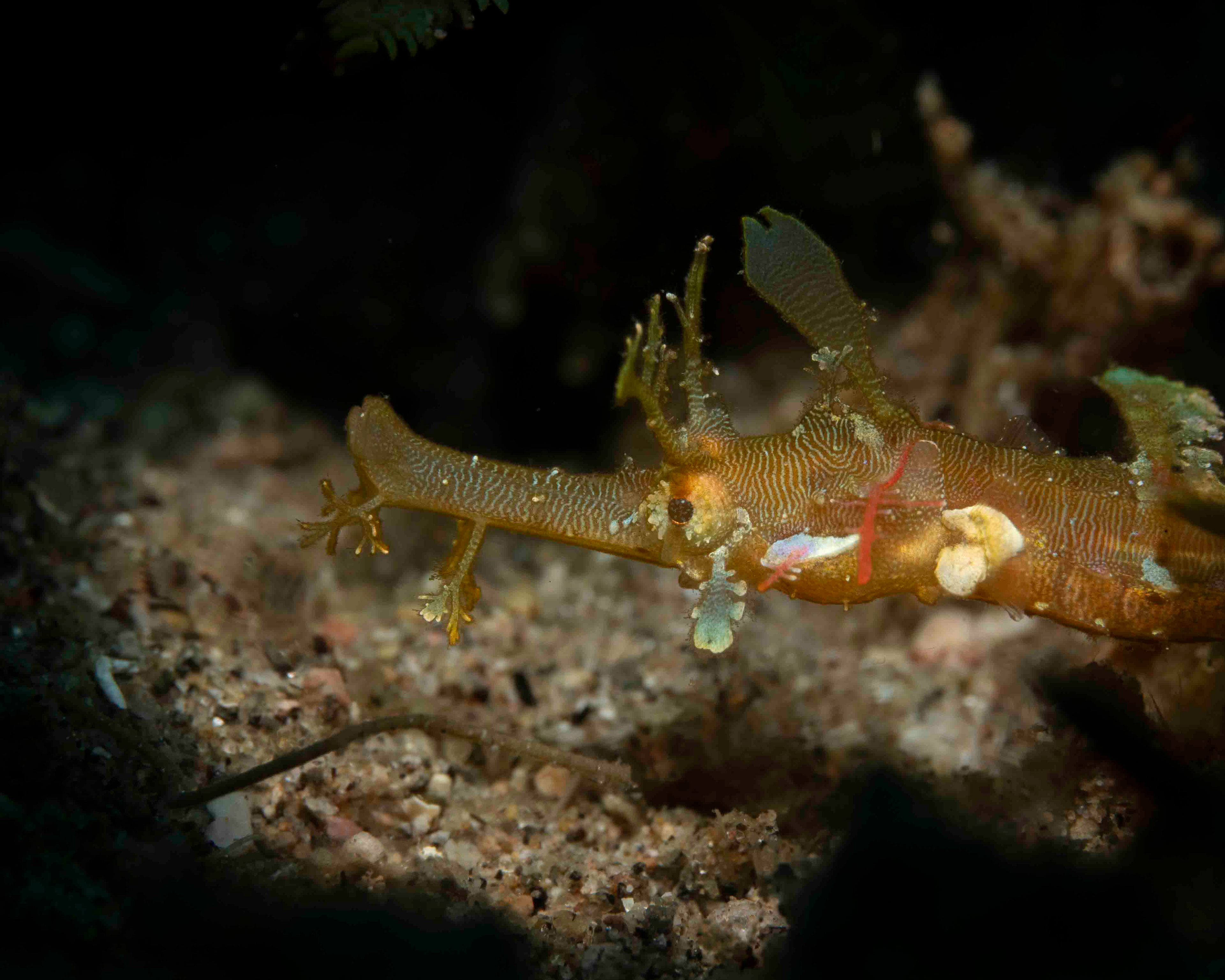 Juvenile winged pipefish