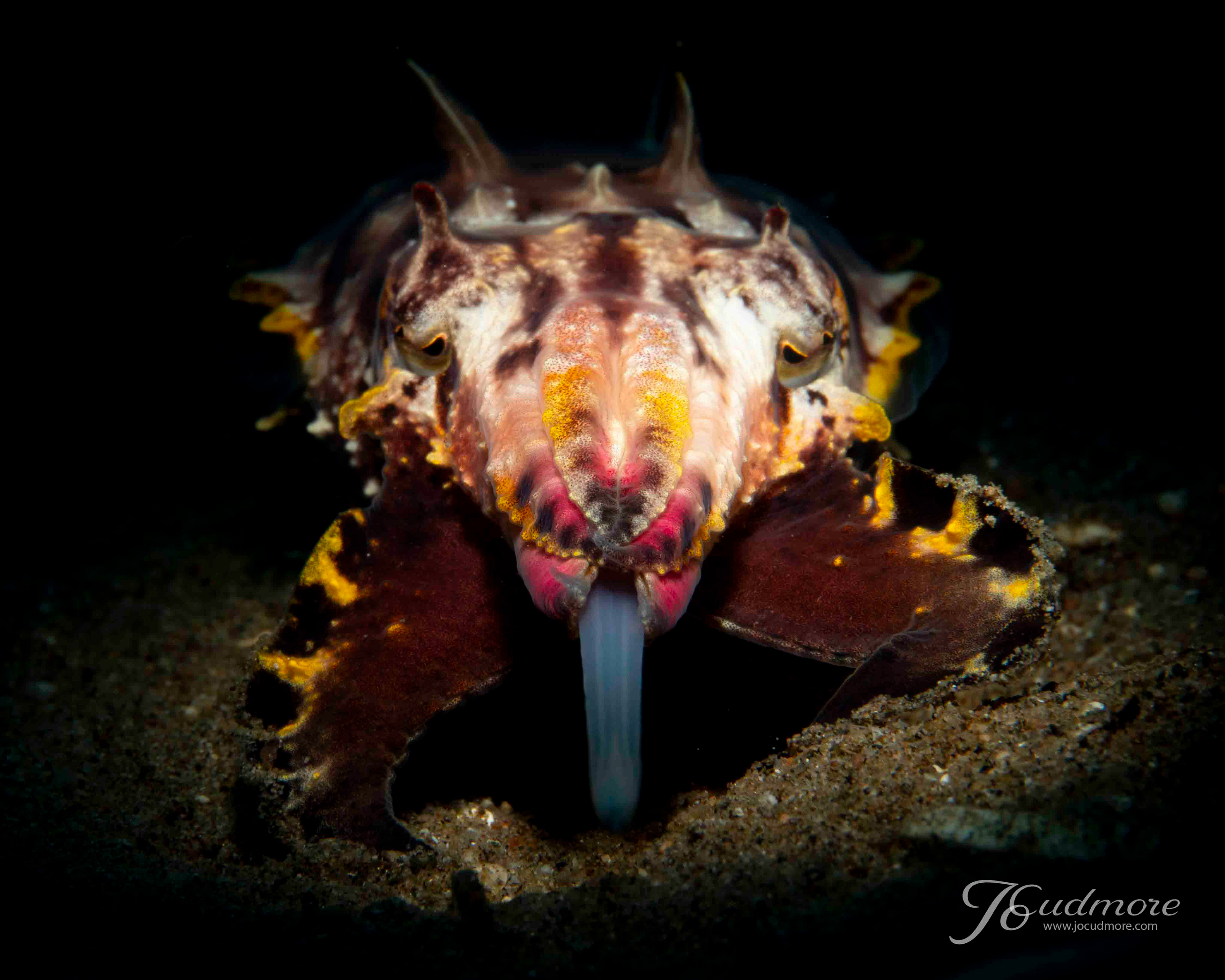 Hunting Flamboyant Cuttlefish
