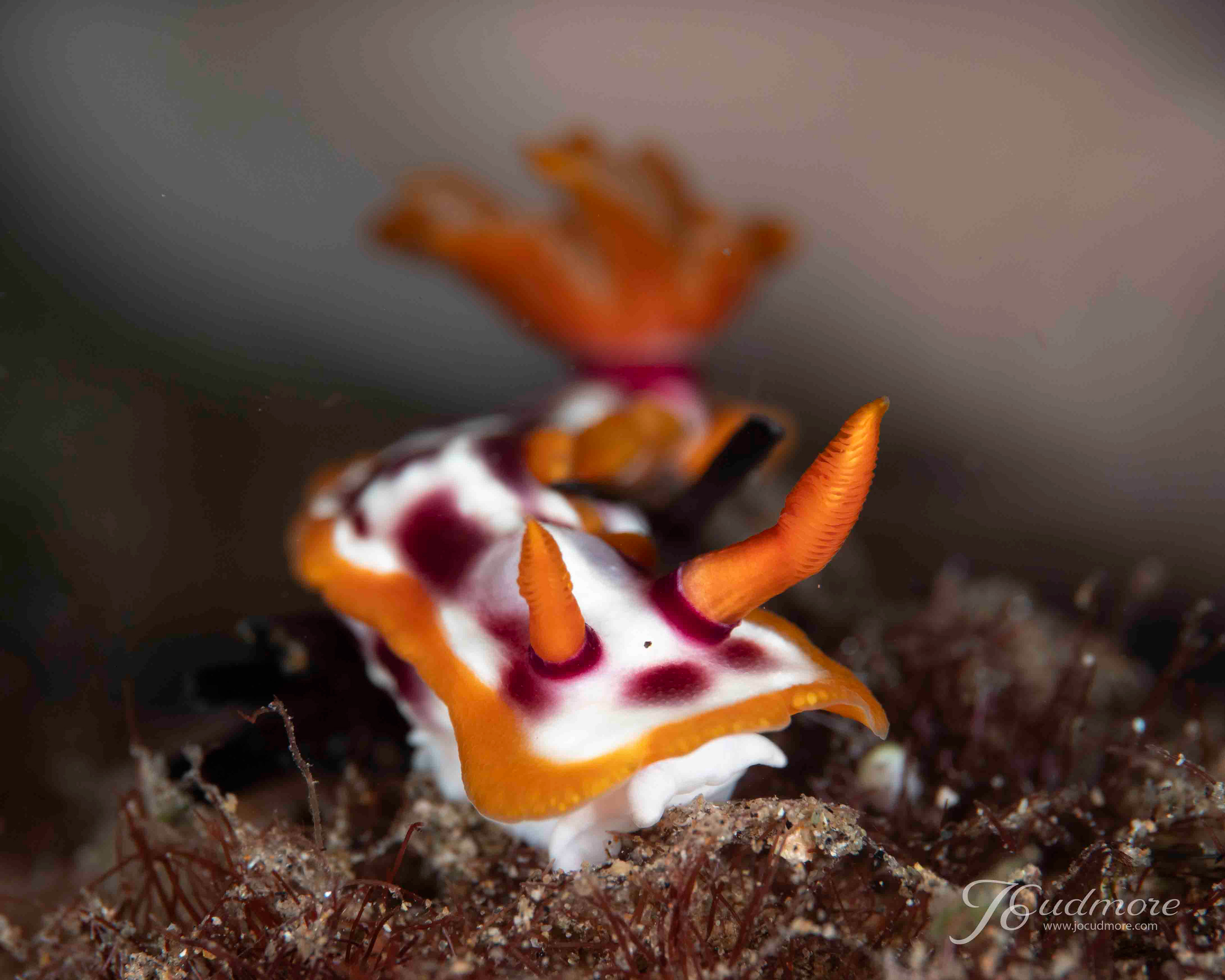 Hypselodoris purpureomaculosa