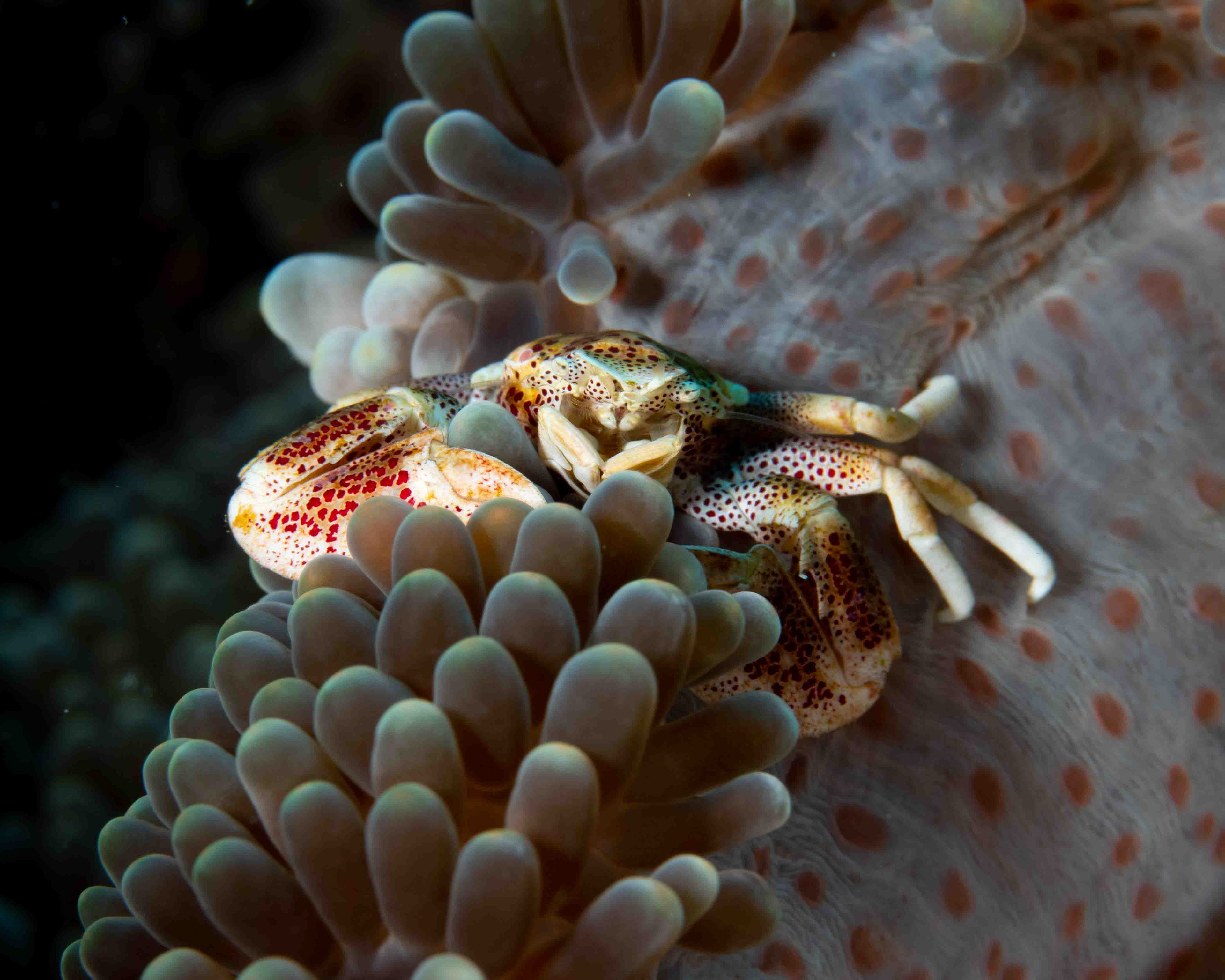 Spotted Porcelain Crab