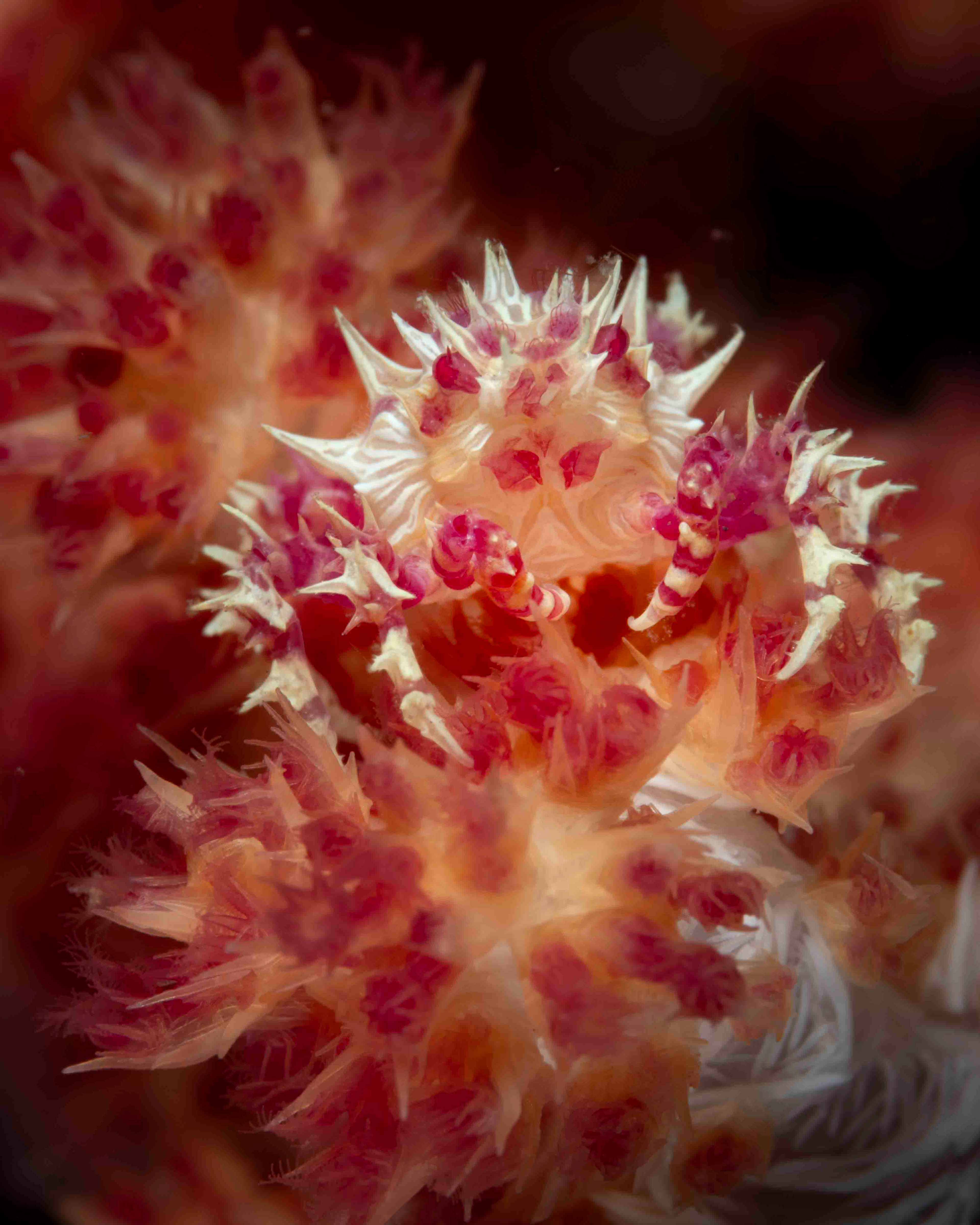 Candy Crab