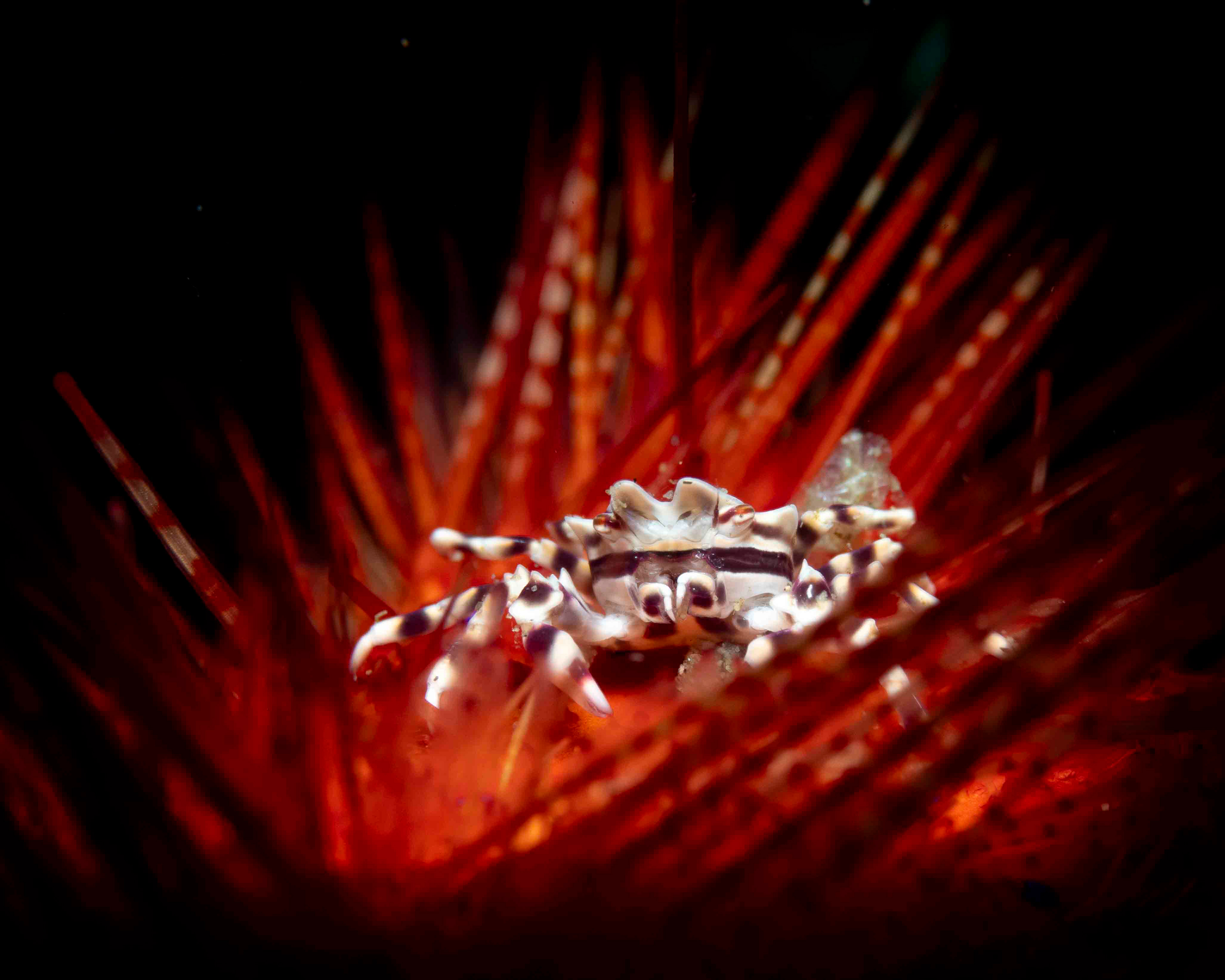 Zebra Urchin Crab