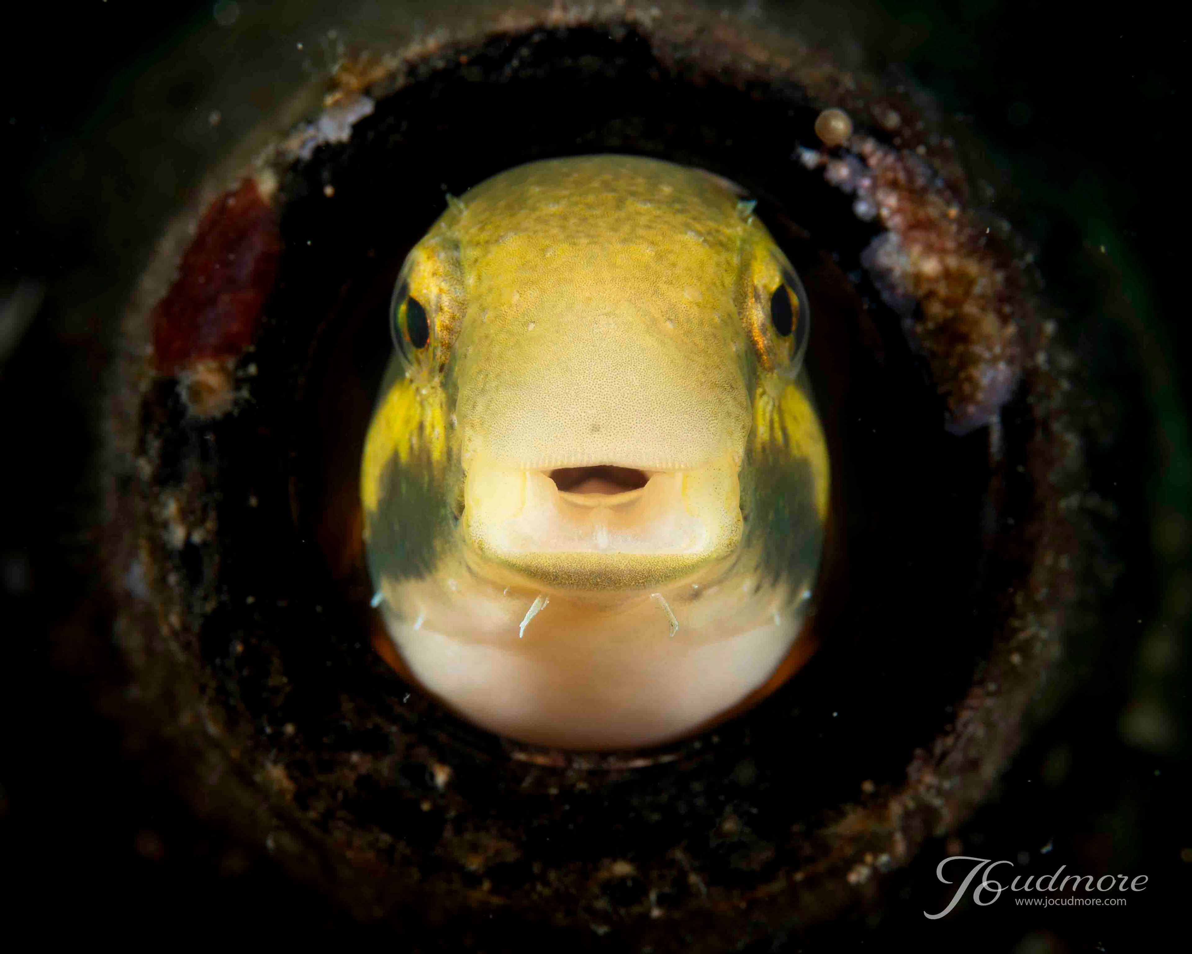 Shorthead fangblenny