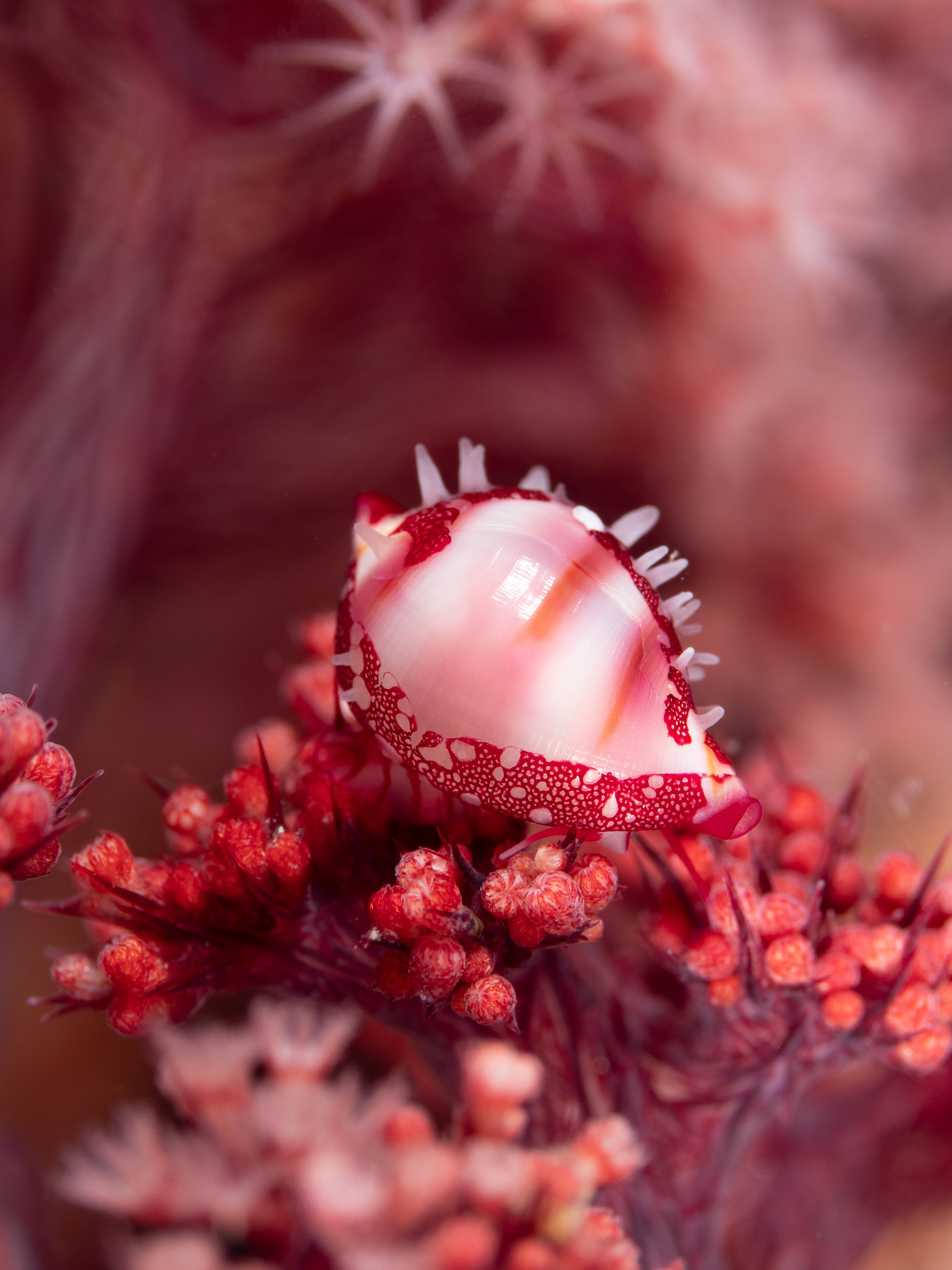 Pretty in pink cowrie