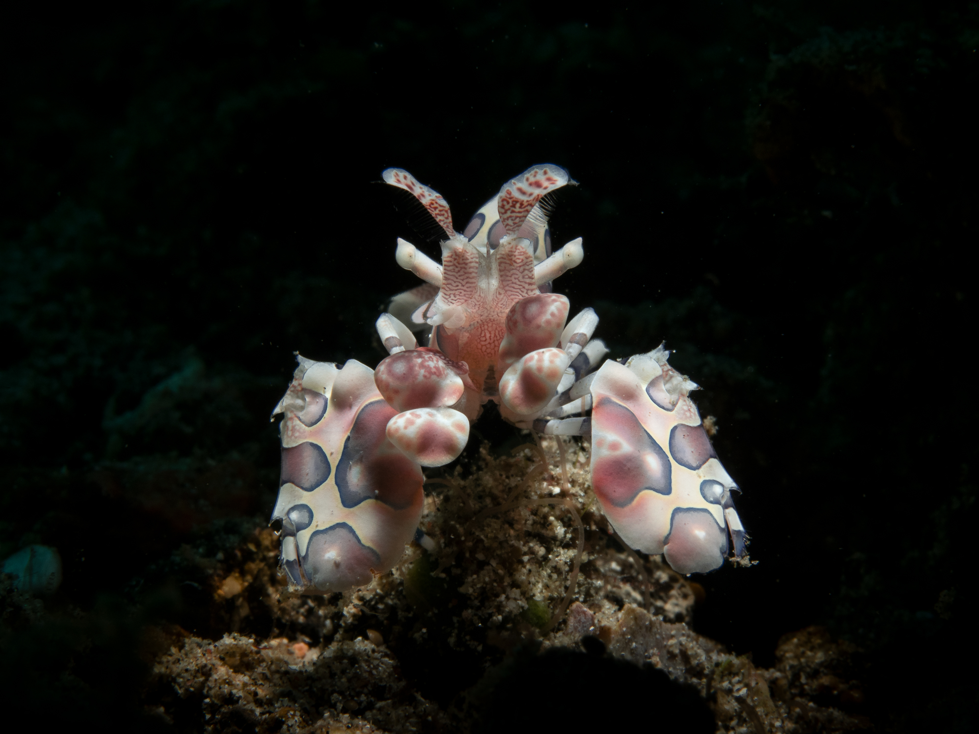 Harlequin Shrimp