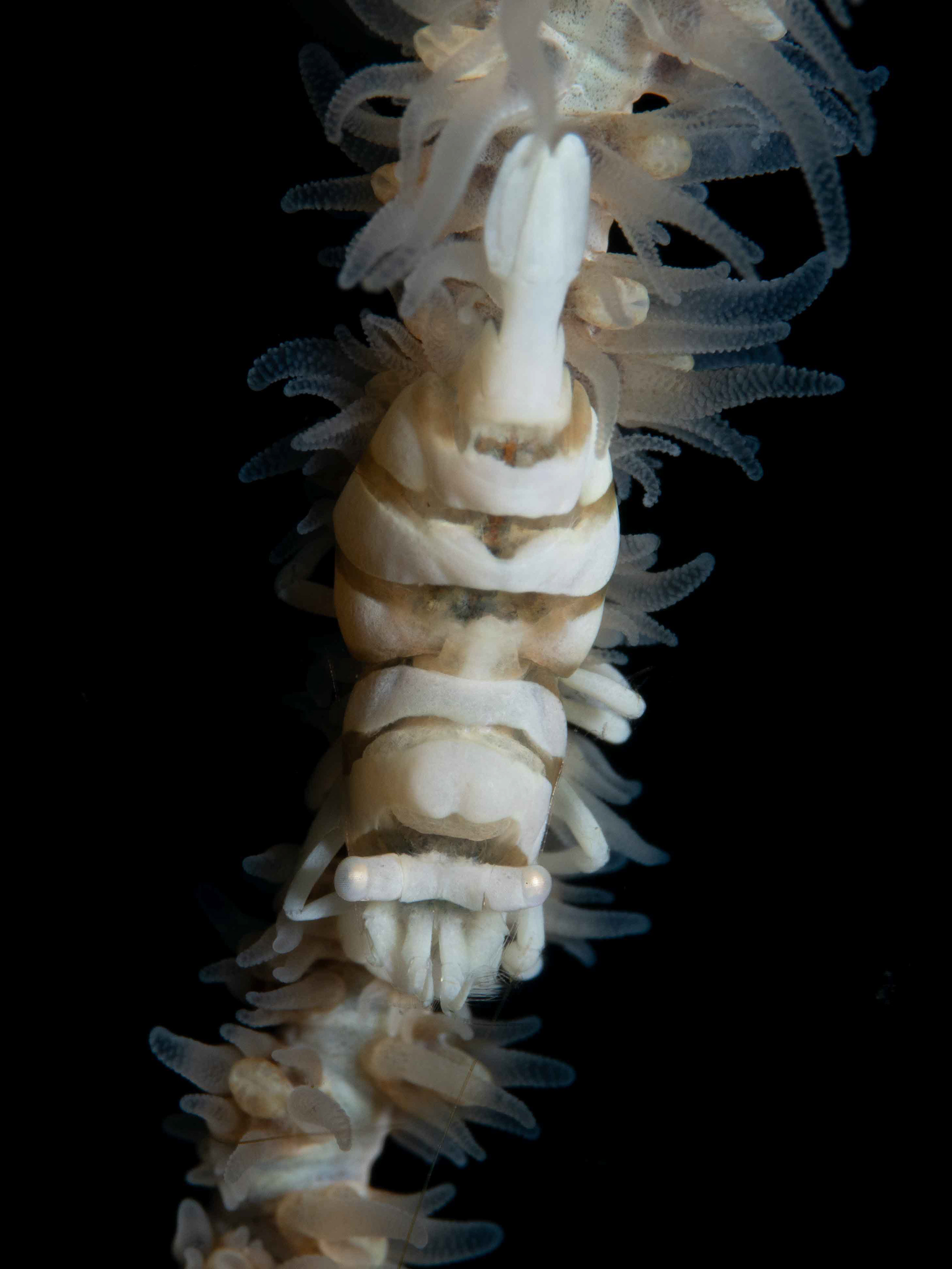 Whip Coral Partner Shrimp