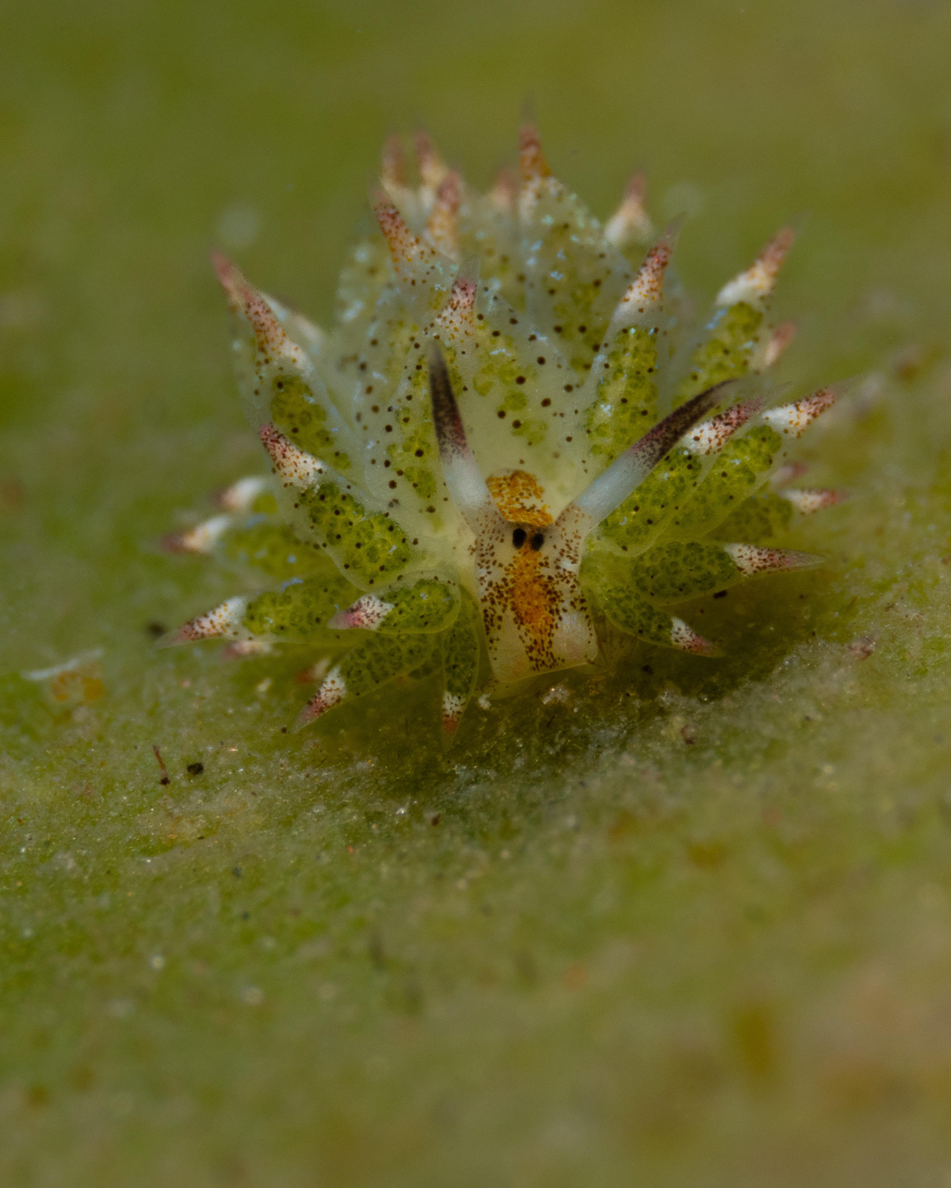 Sheep nudi