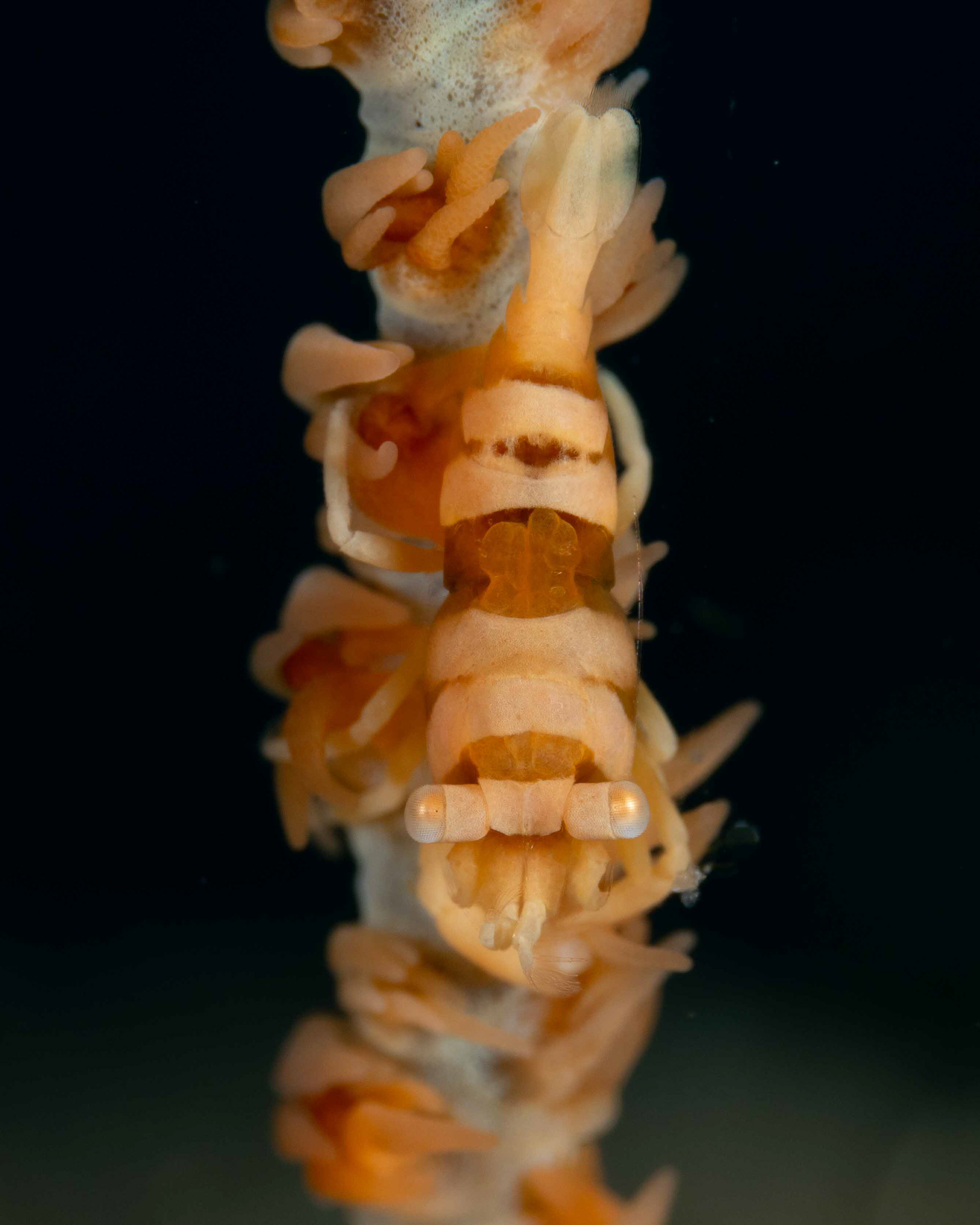 Whip Coral Partner Shrimp