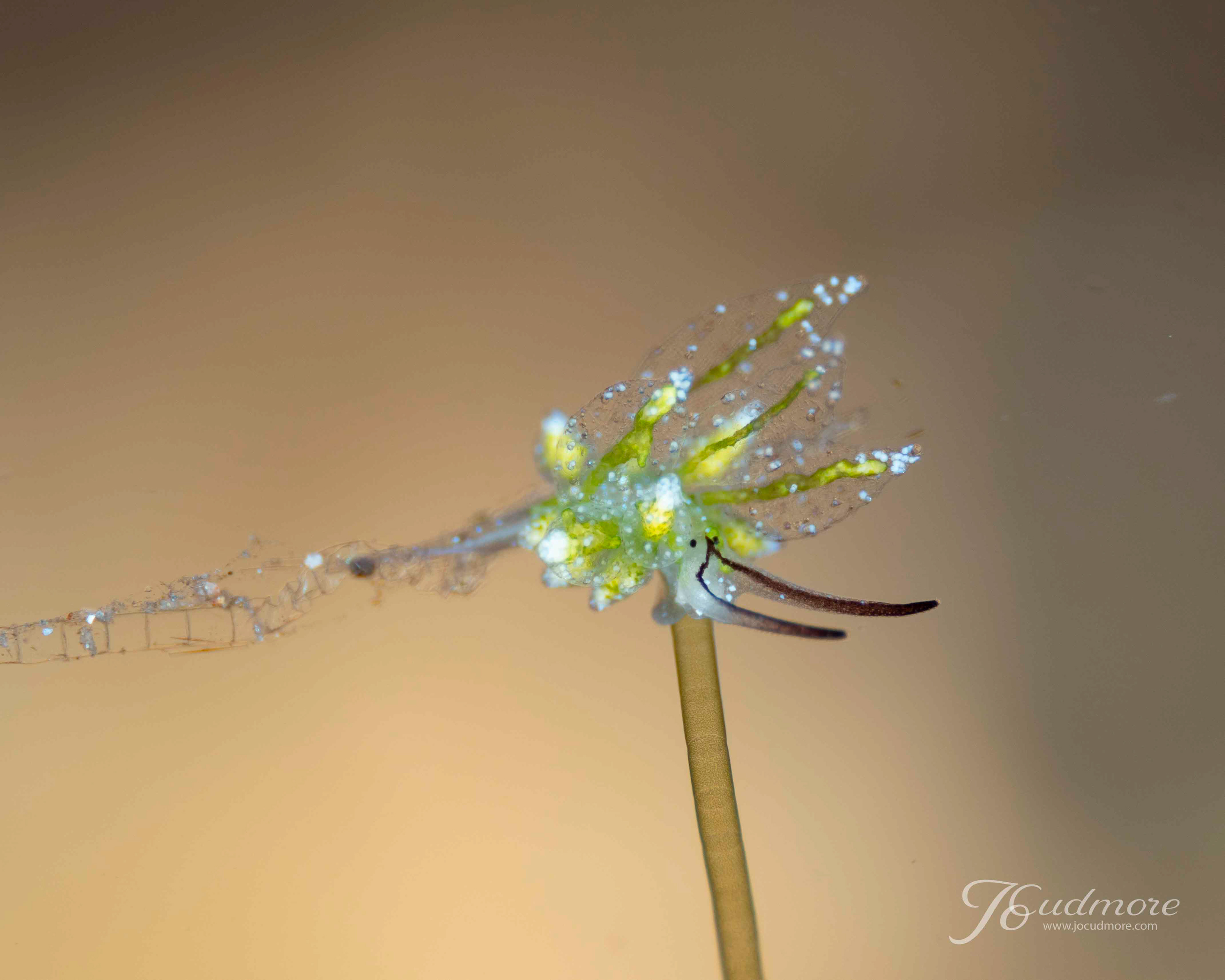 Stiliger sp.