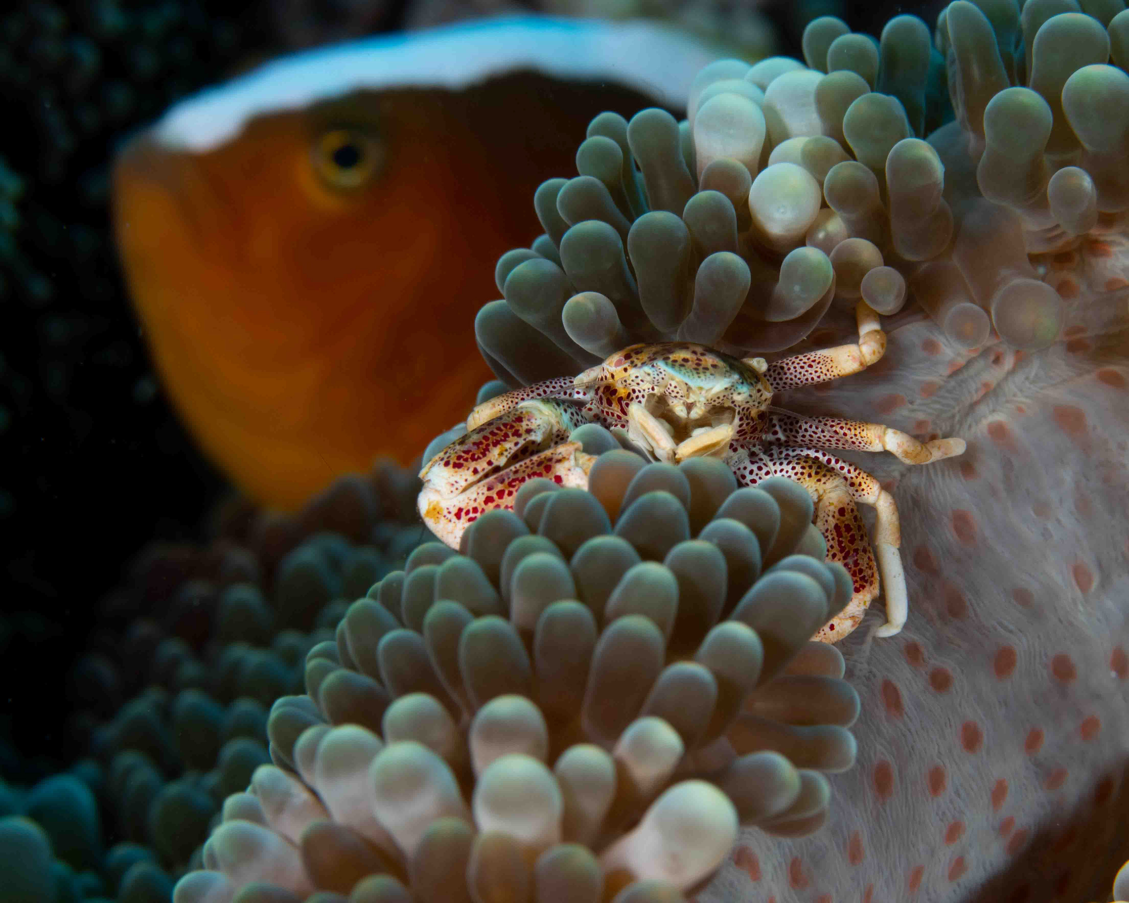 Spotted Porcelain Crab