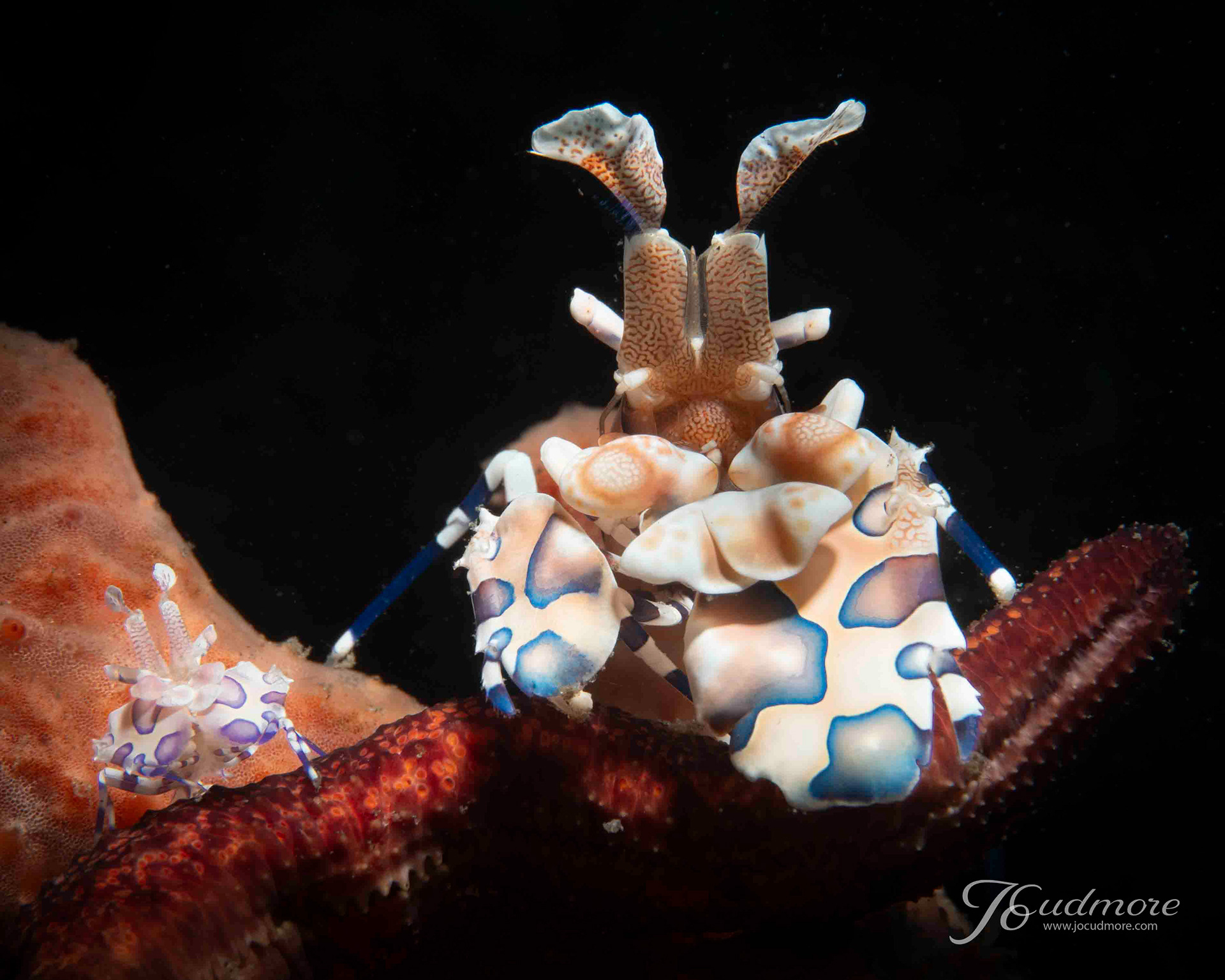 Pair of Harlequin Shrimps