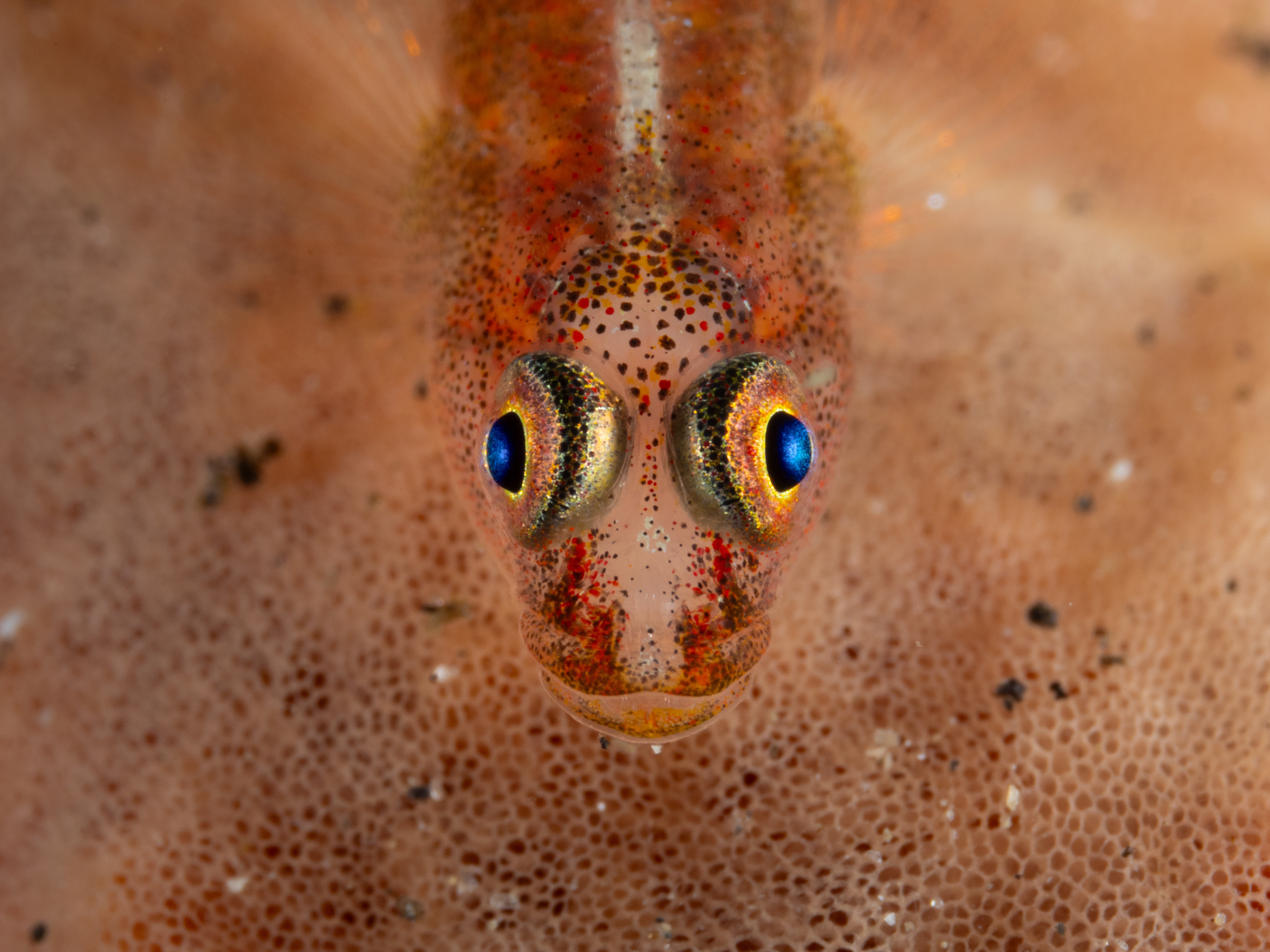 Goby