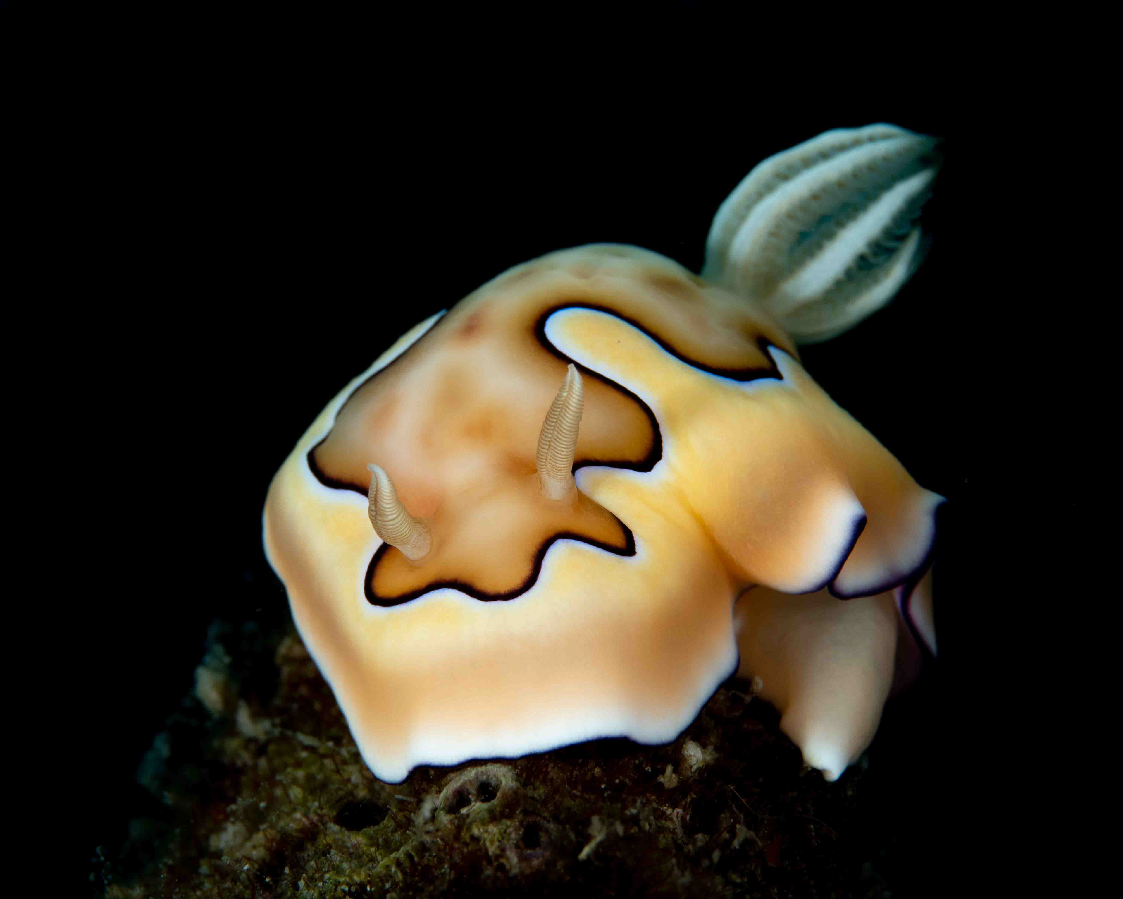 Goniobranchus coi