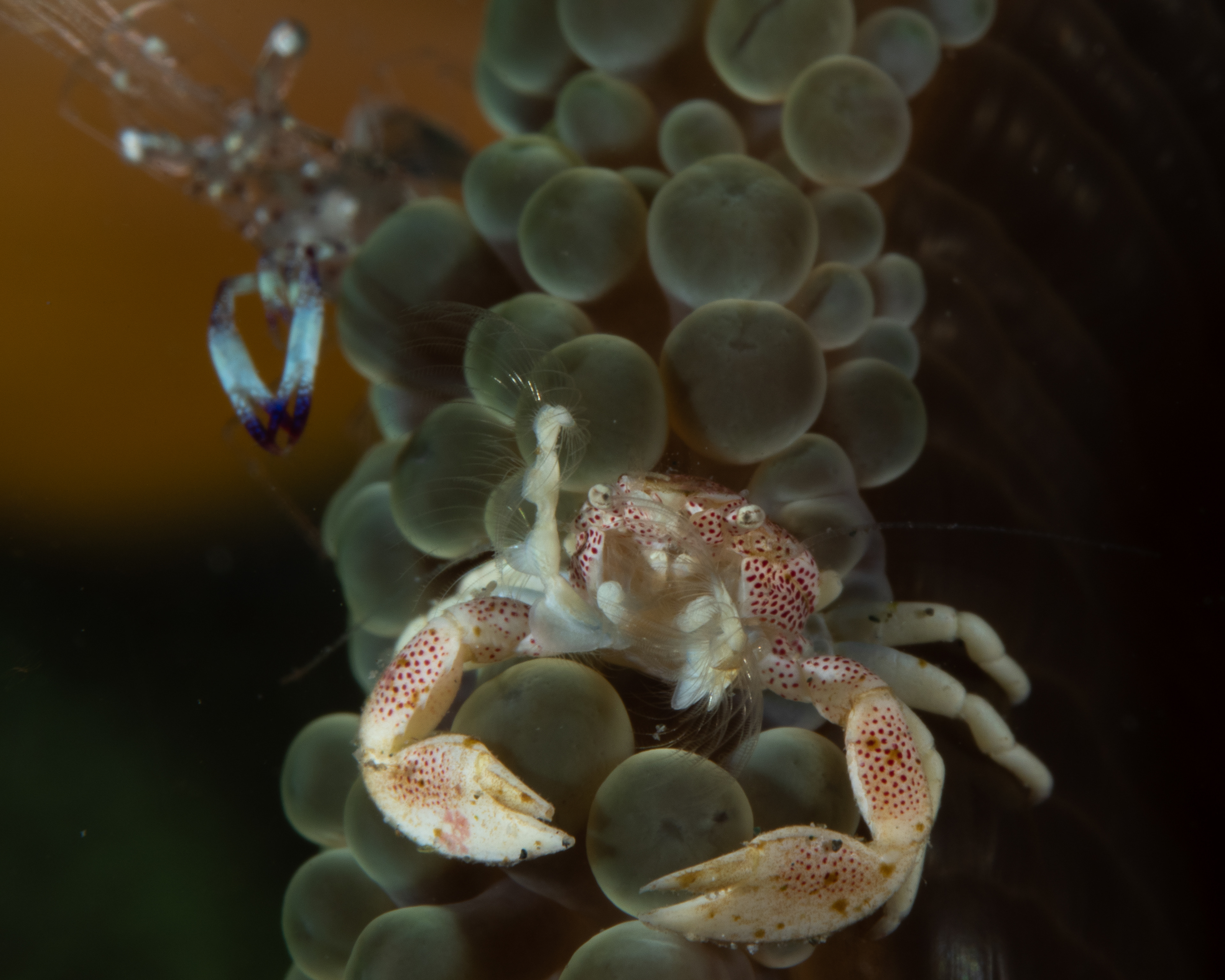 Spotted porcelain crab