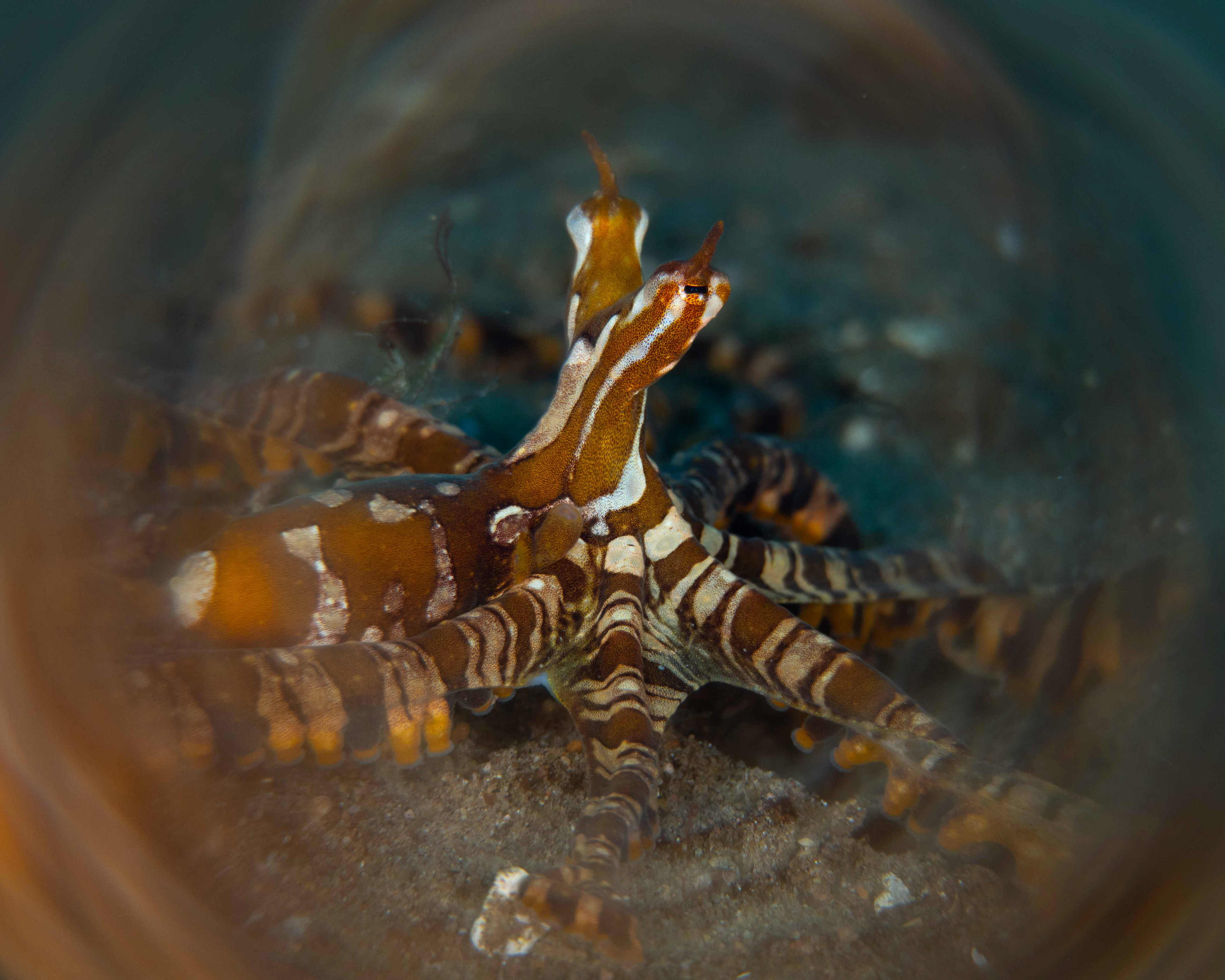 Mimic Octopus