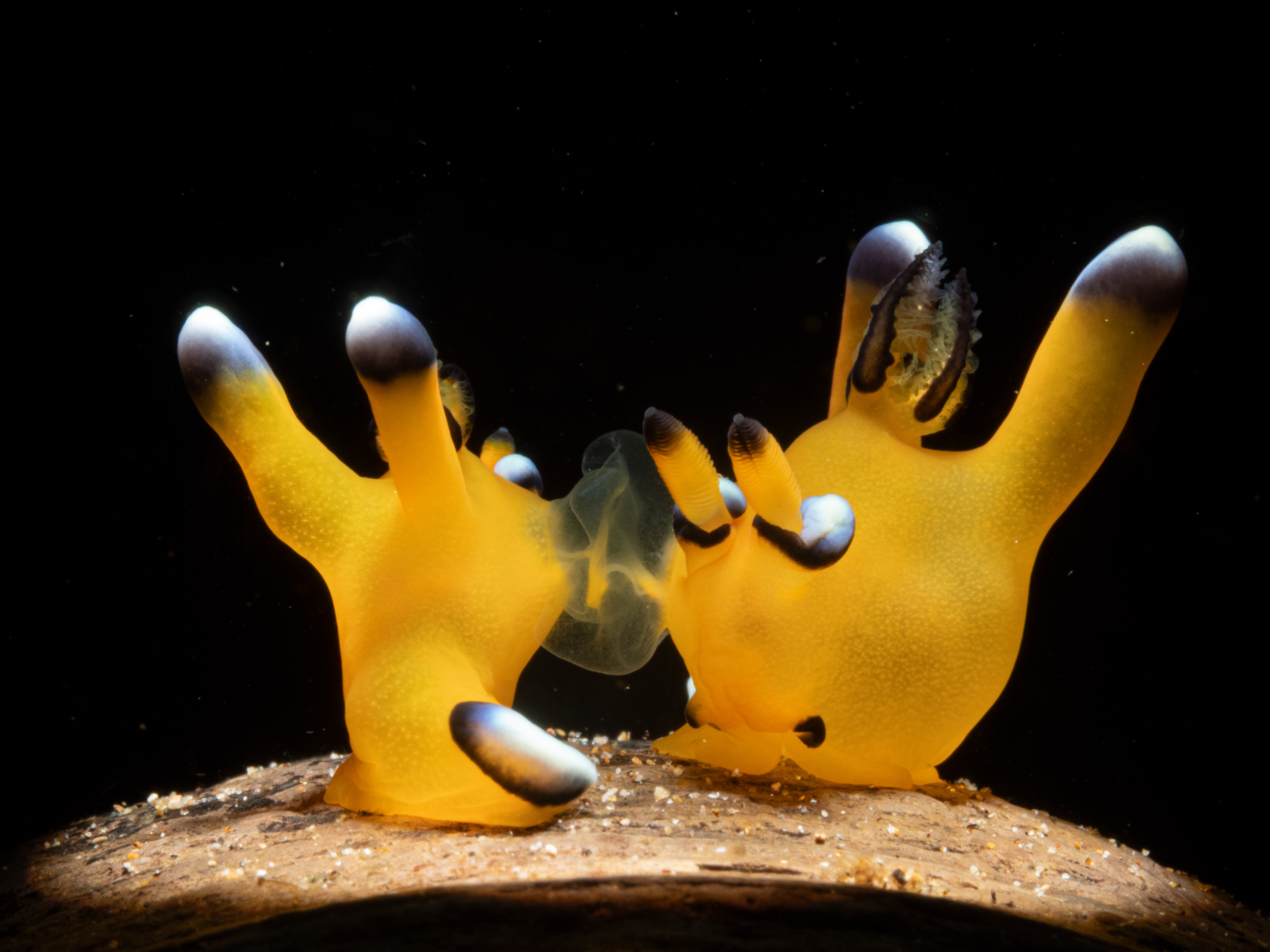 1st Place-Nudibranch - mating Thecacera pacifica