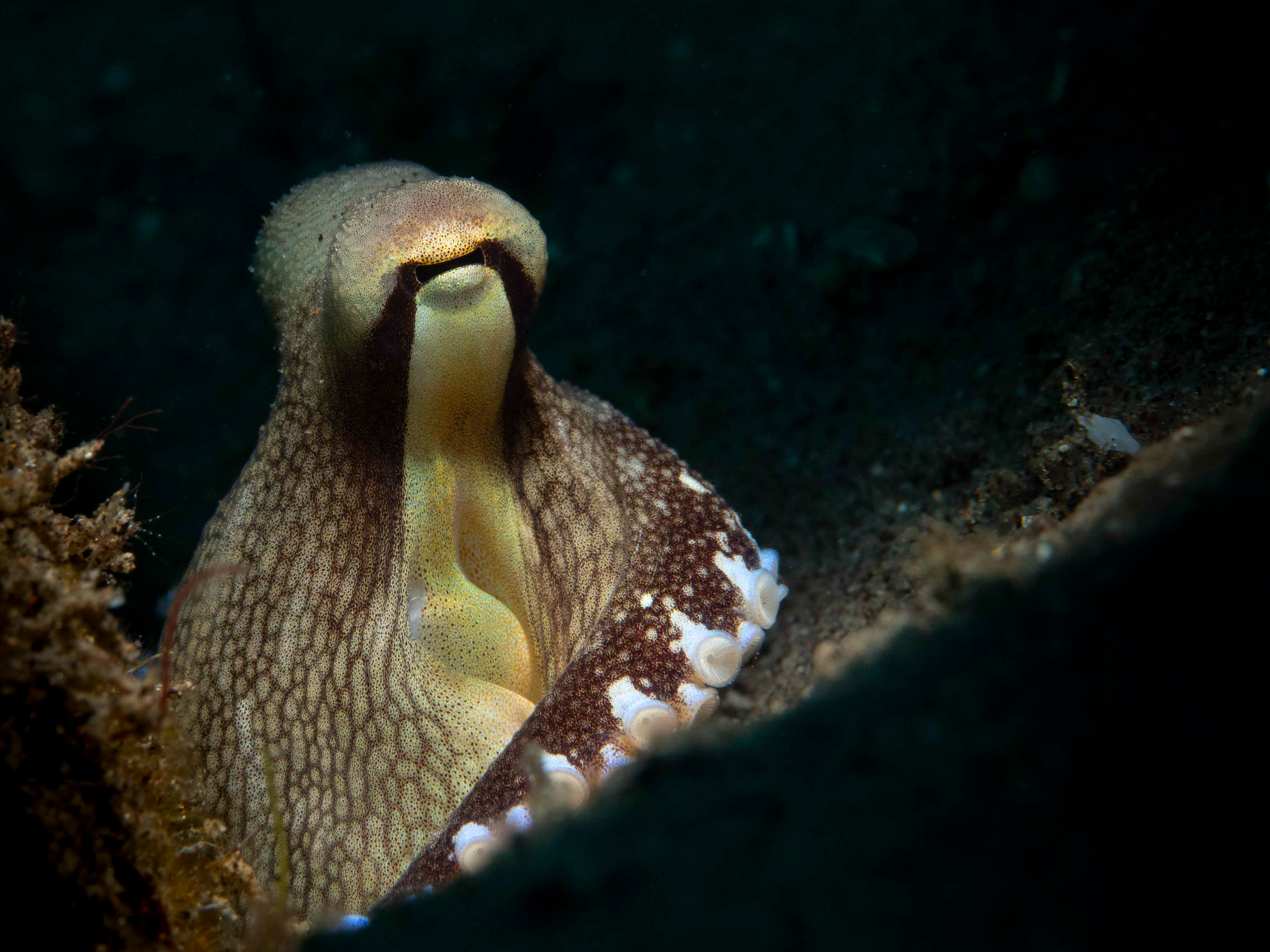 Coconut Octopus