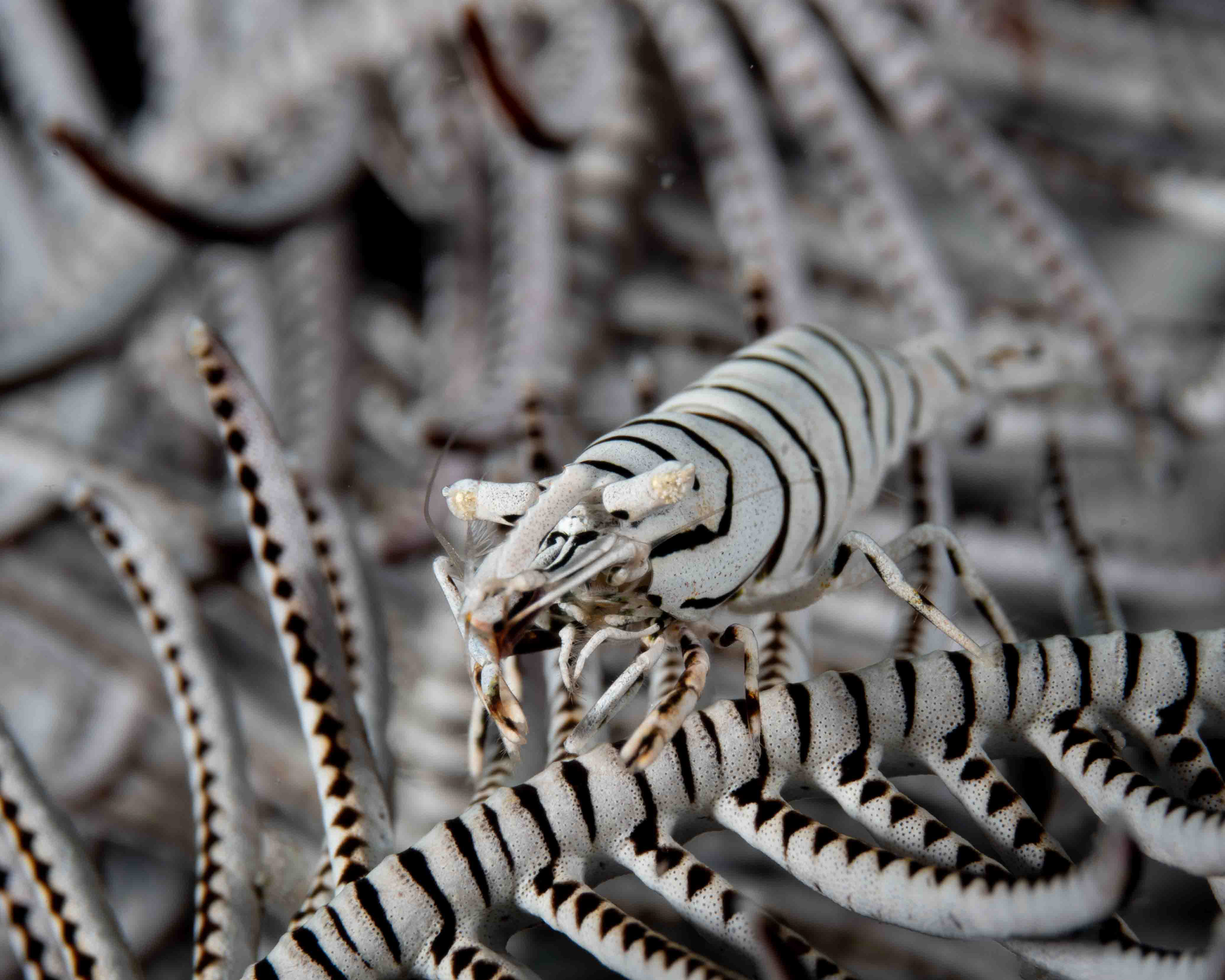 Commensal Crinoid Shrimp