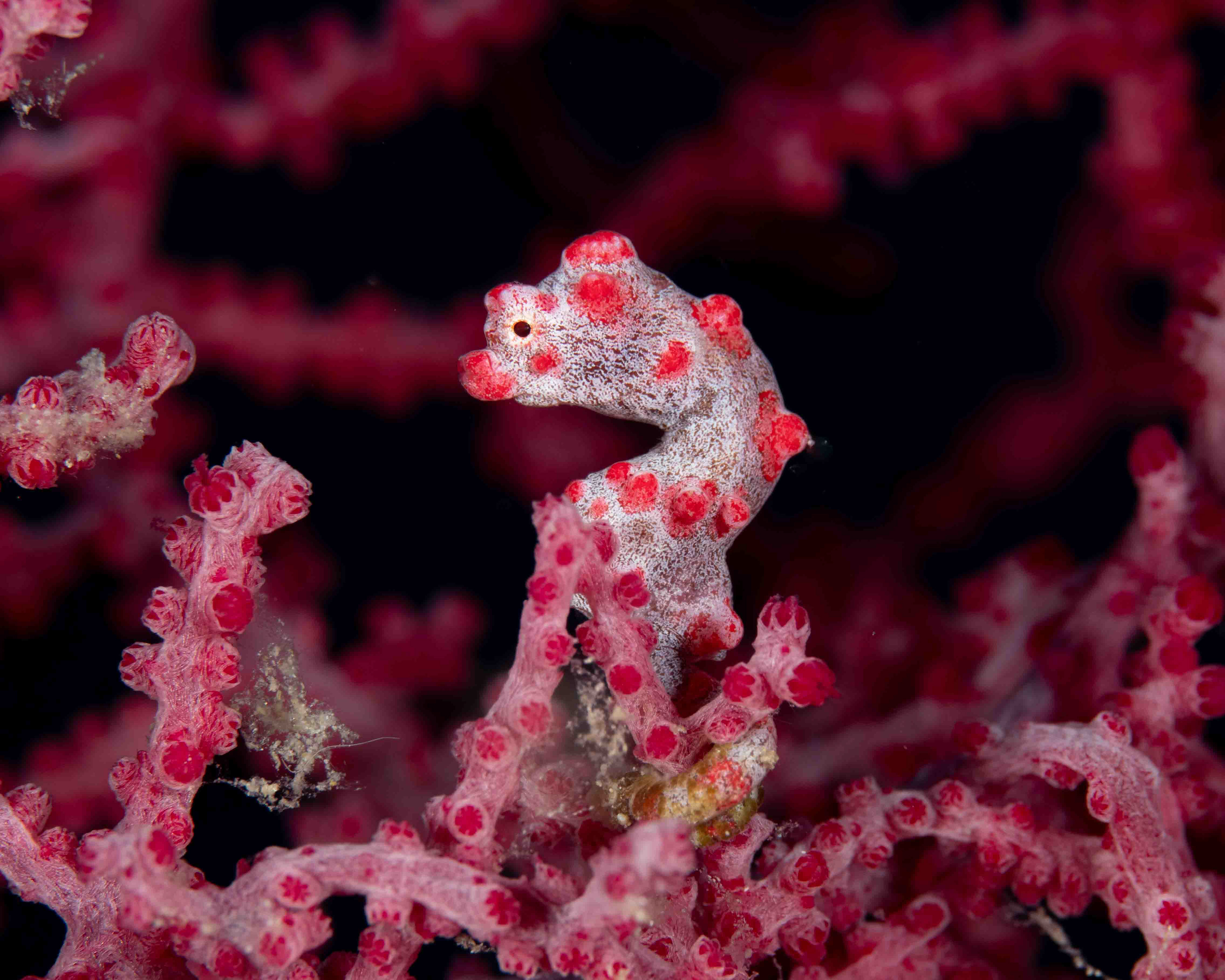 Pygmy Seahorse
