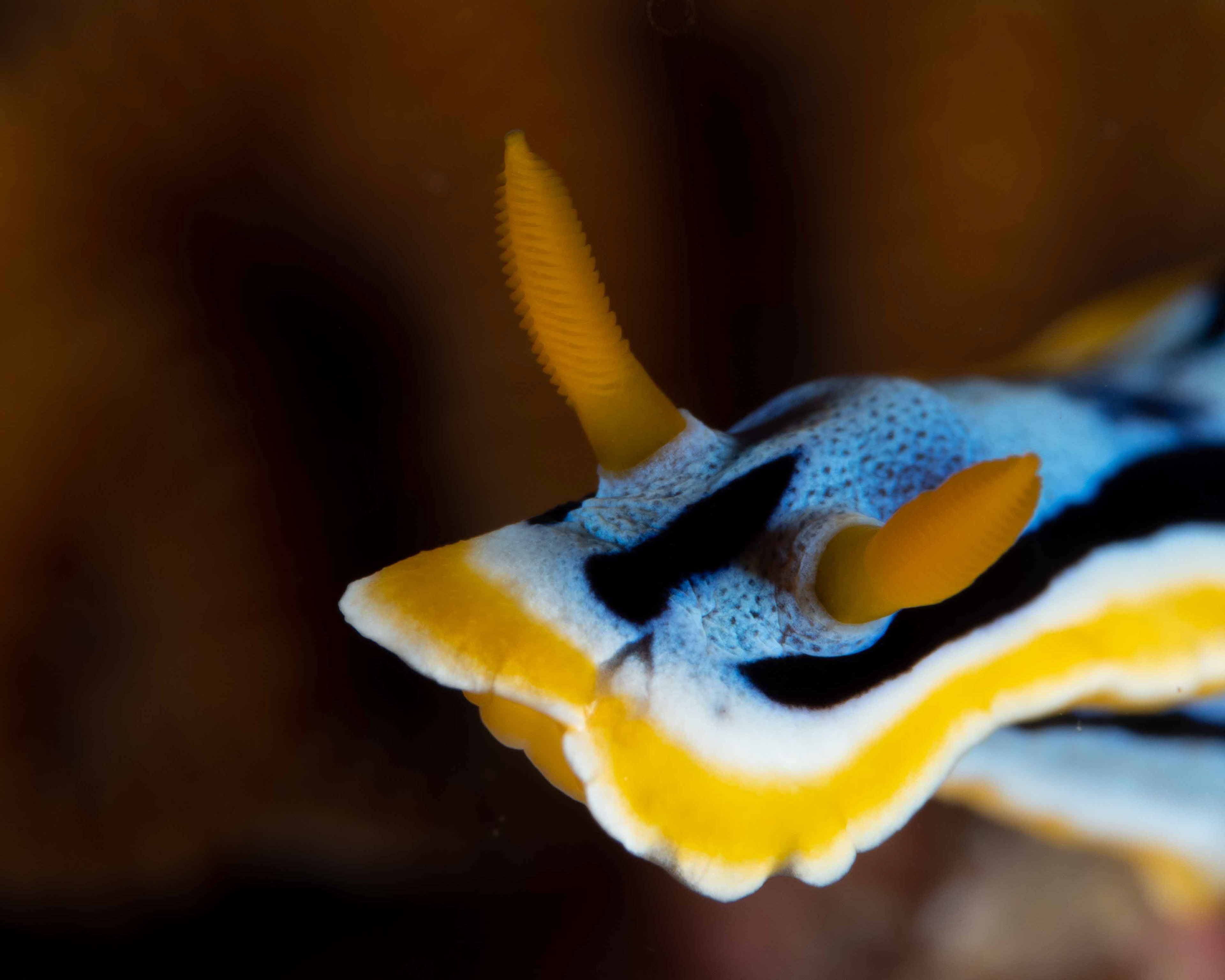 Anna's chromodoris