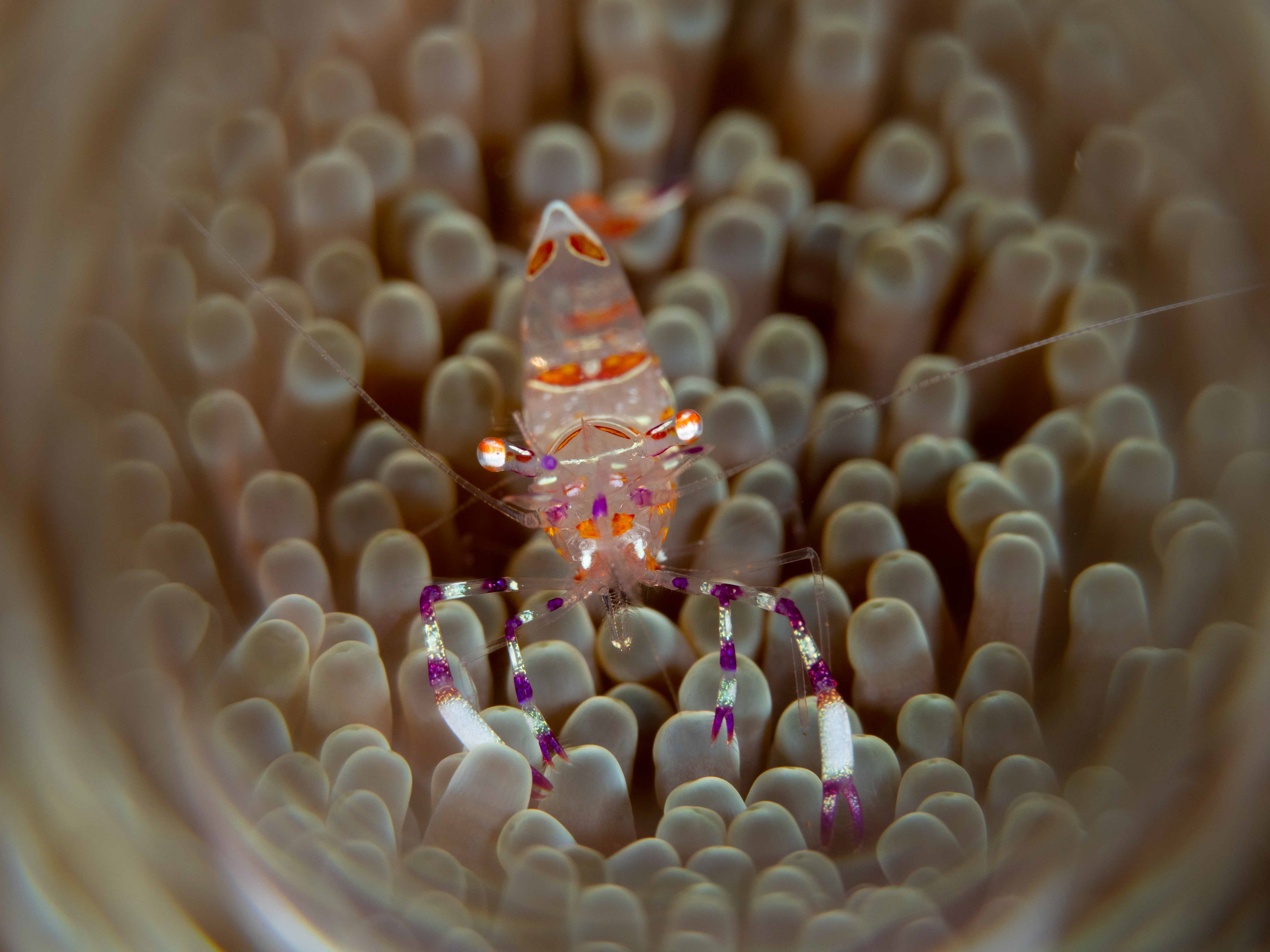 Yellow spotted anemone shrimp