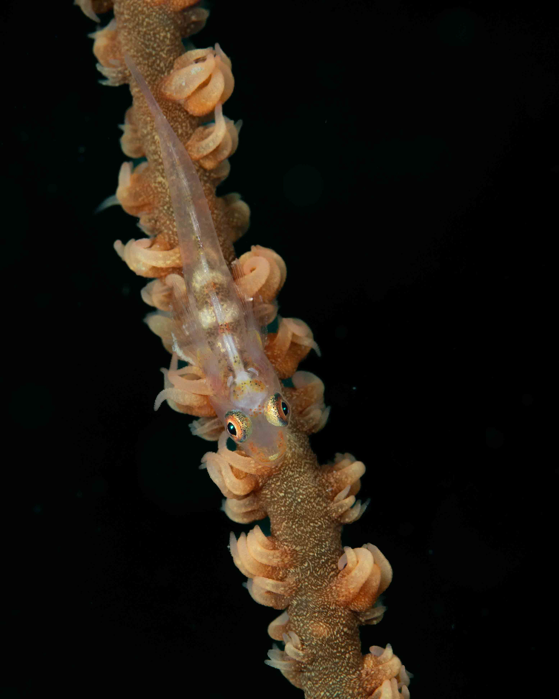 Wire Coral Goby