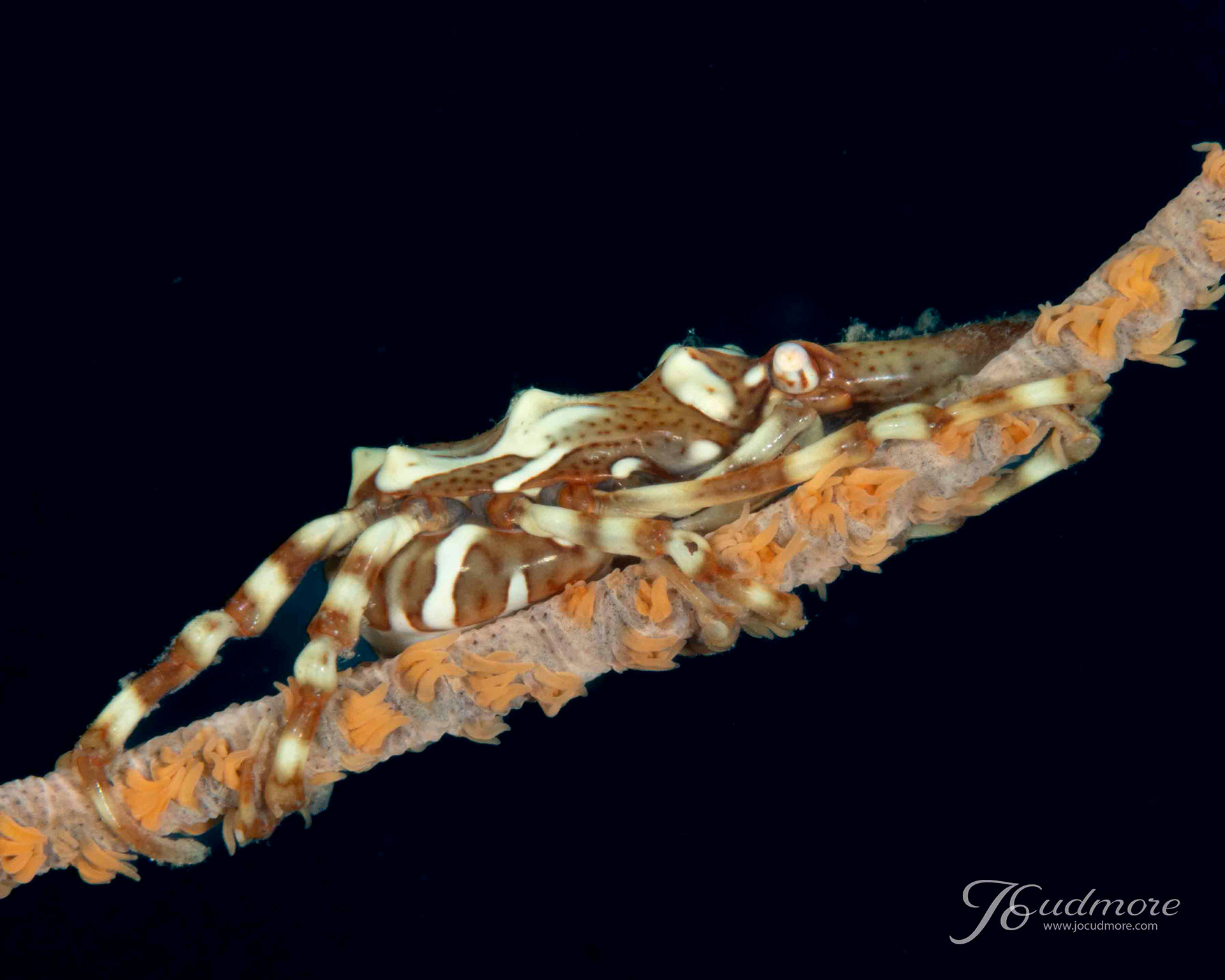 Xeno Crab