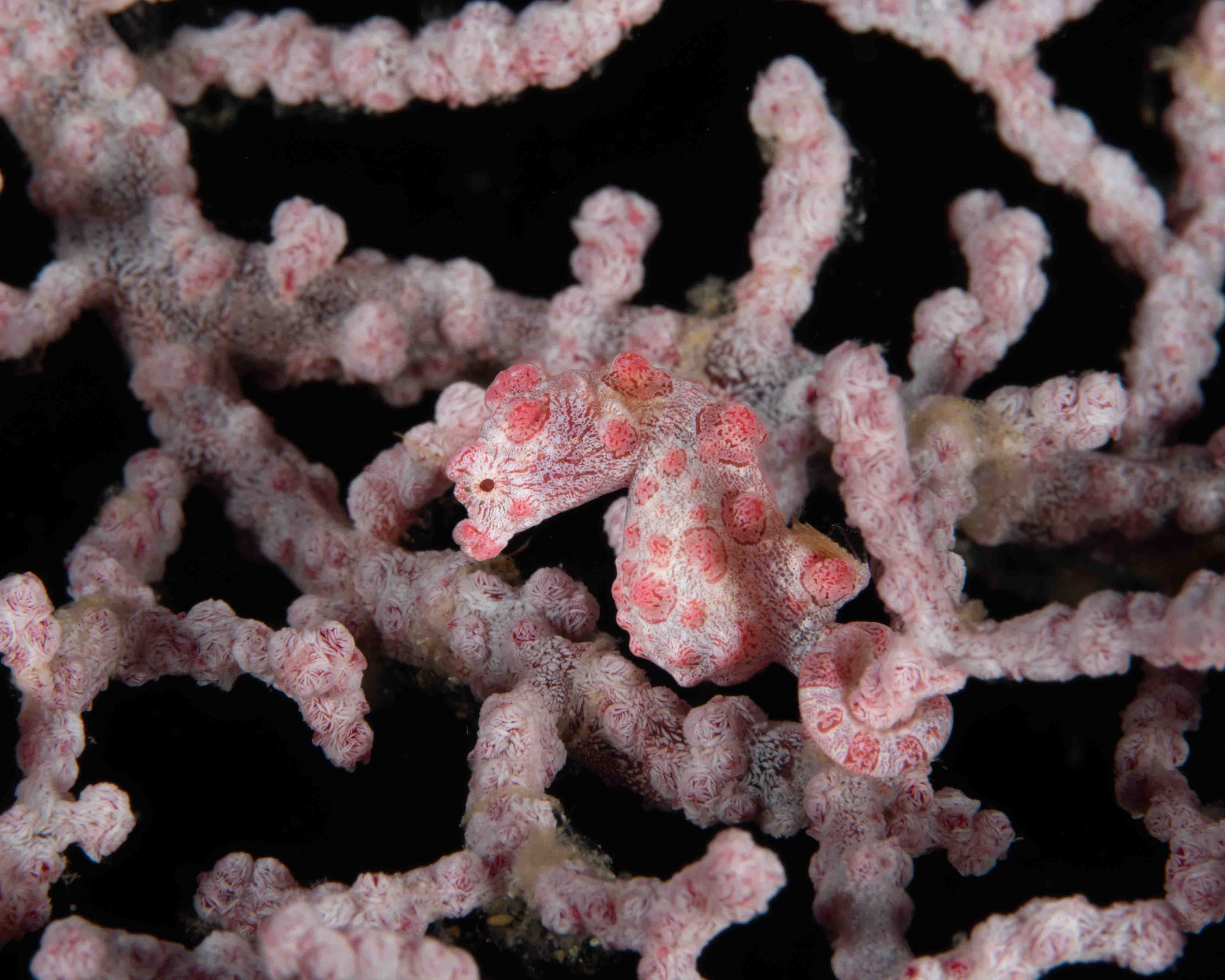 Pygmy Seahorse