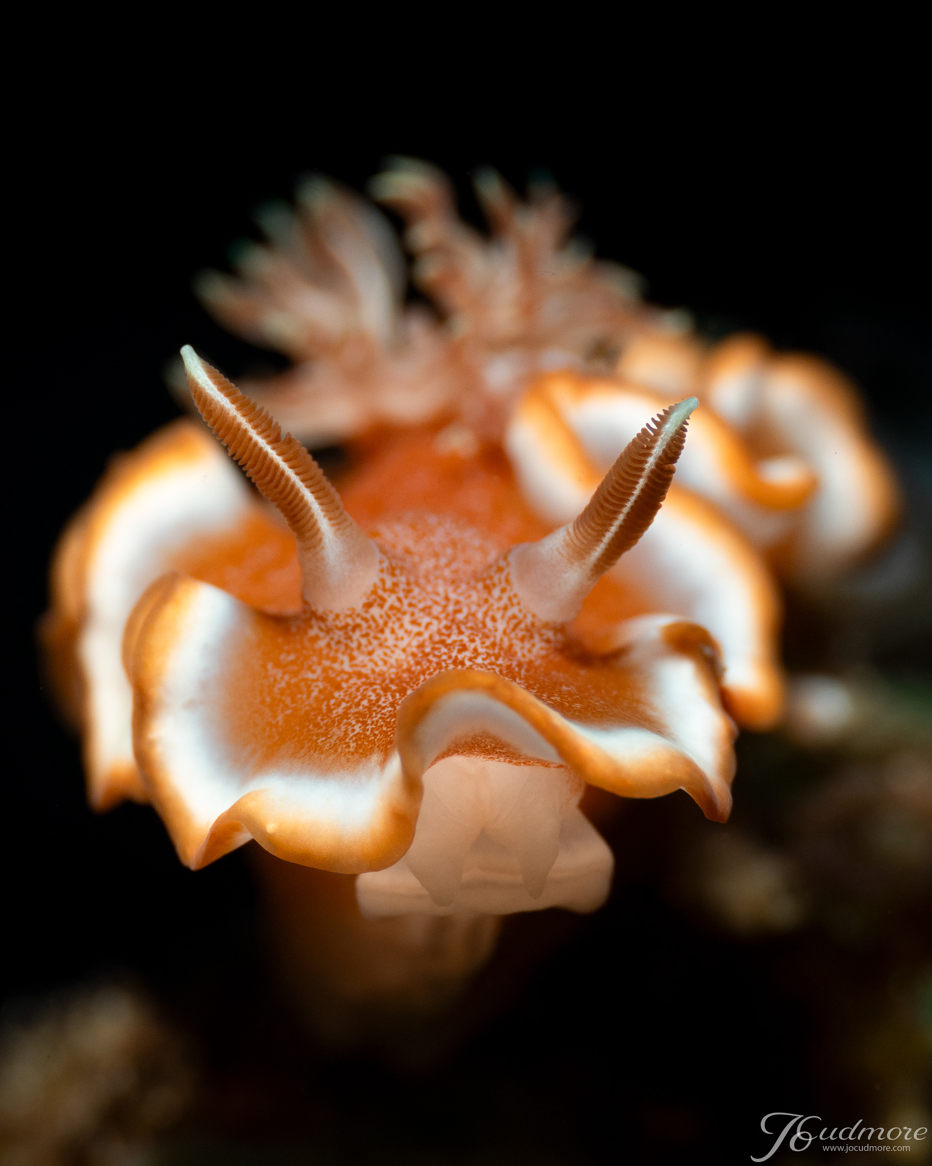 Glossodoris rufomarginata,