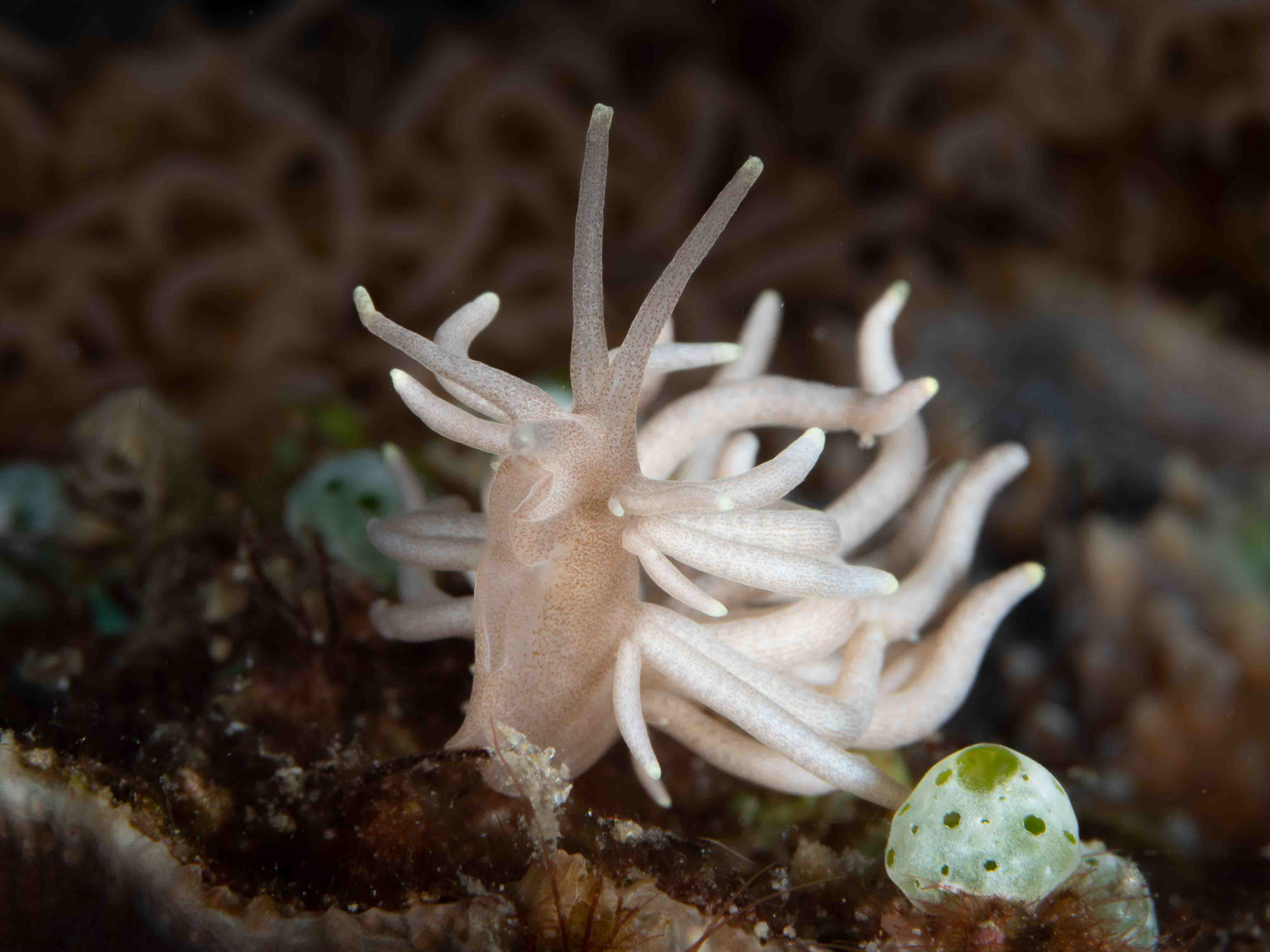 Phyllodesmium briareum