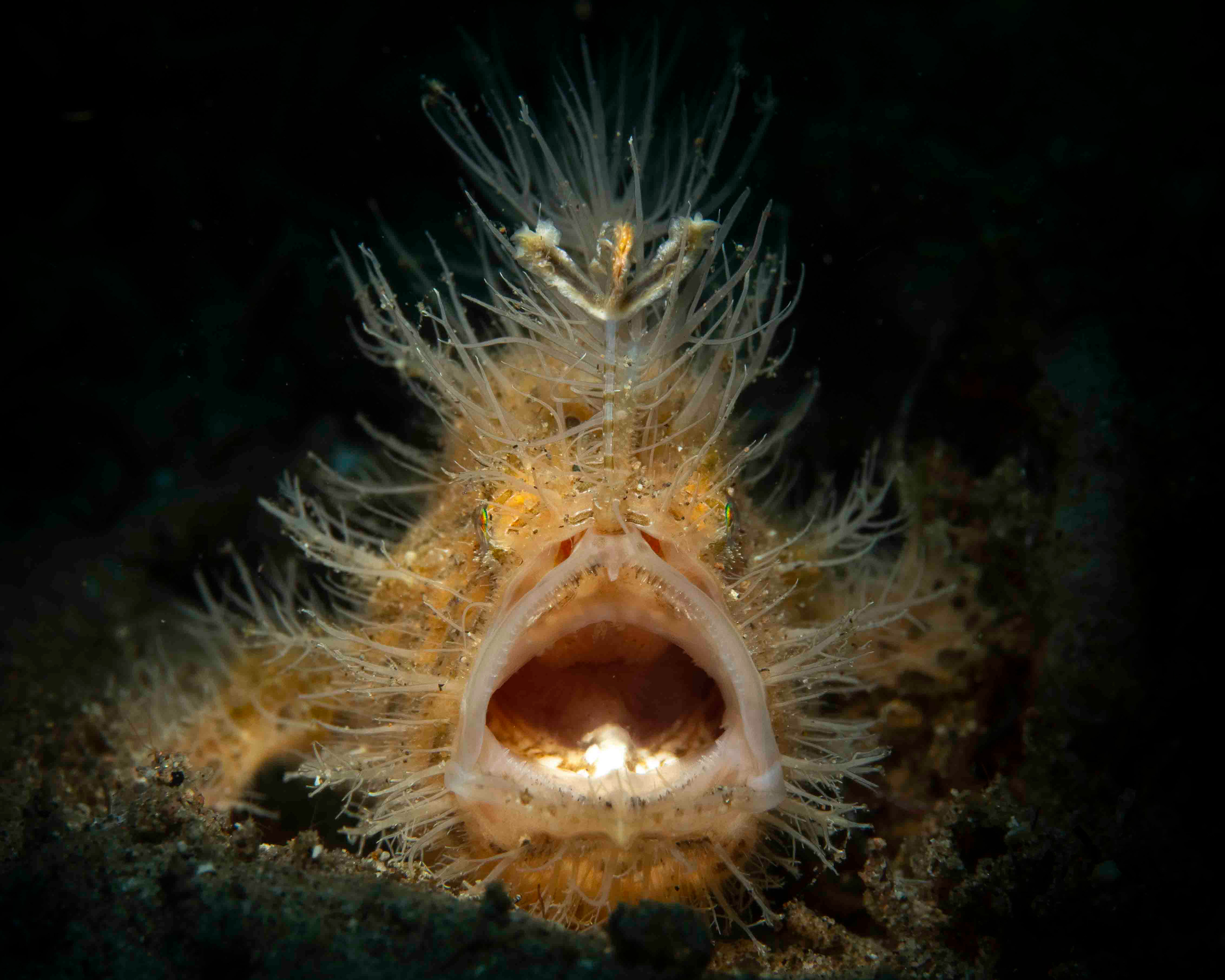 Hairy Frog Fish