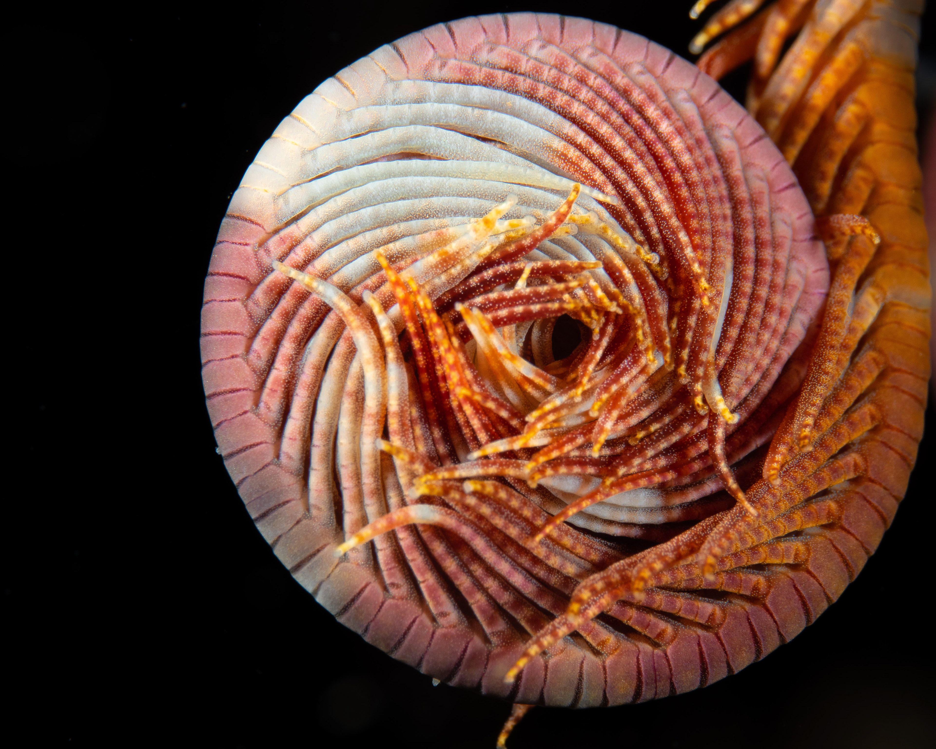 Close look at a feather star