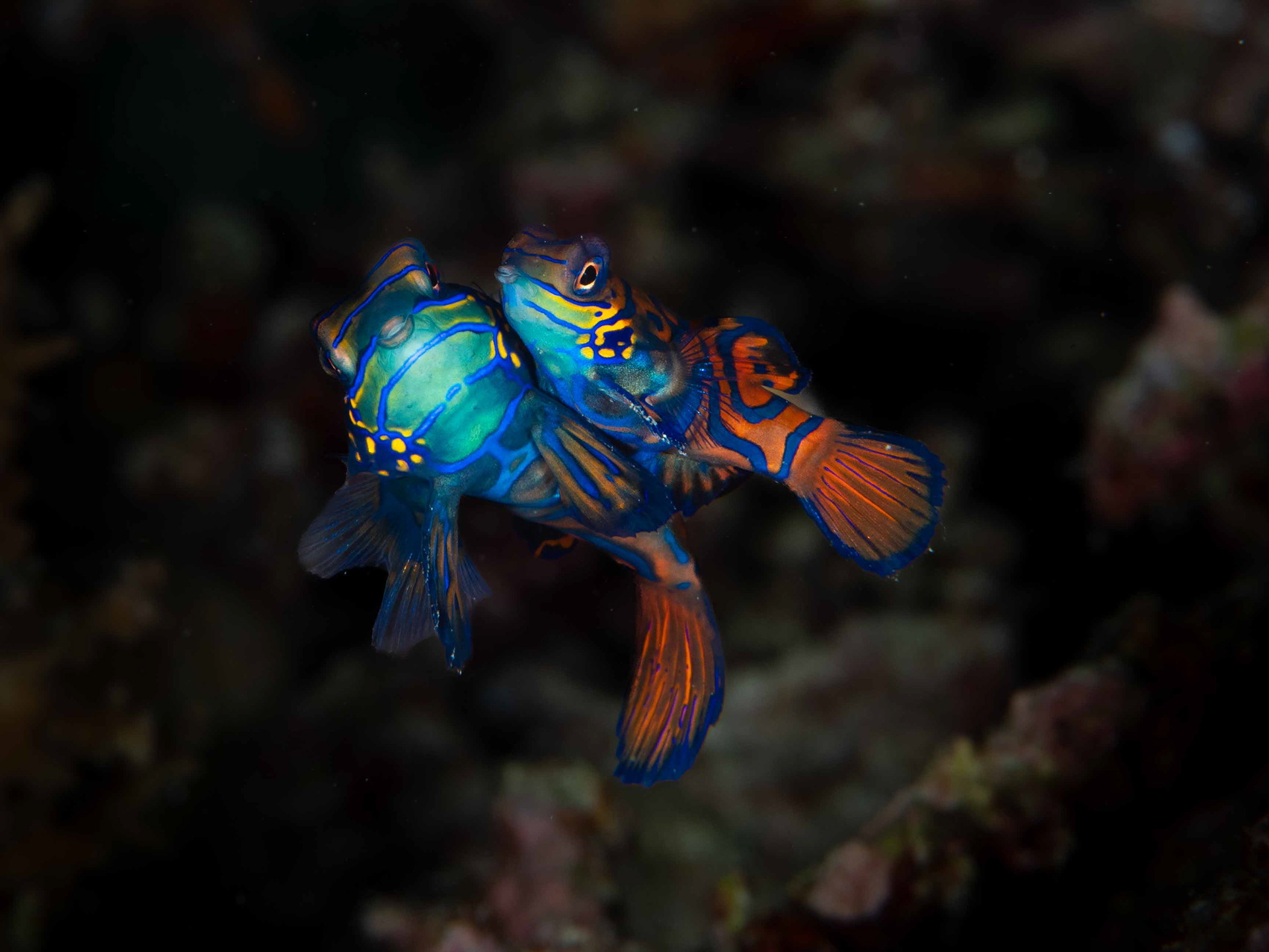 Mandarin Fish