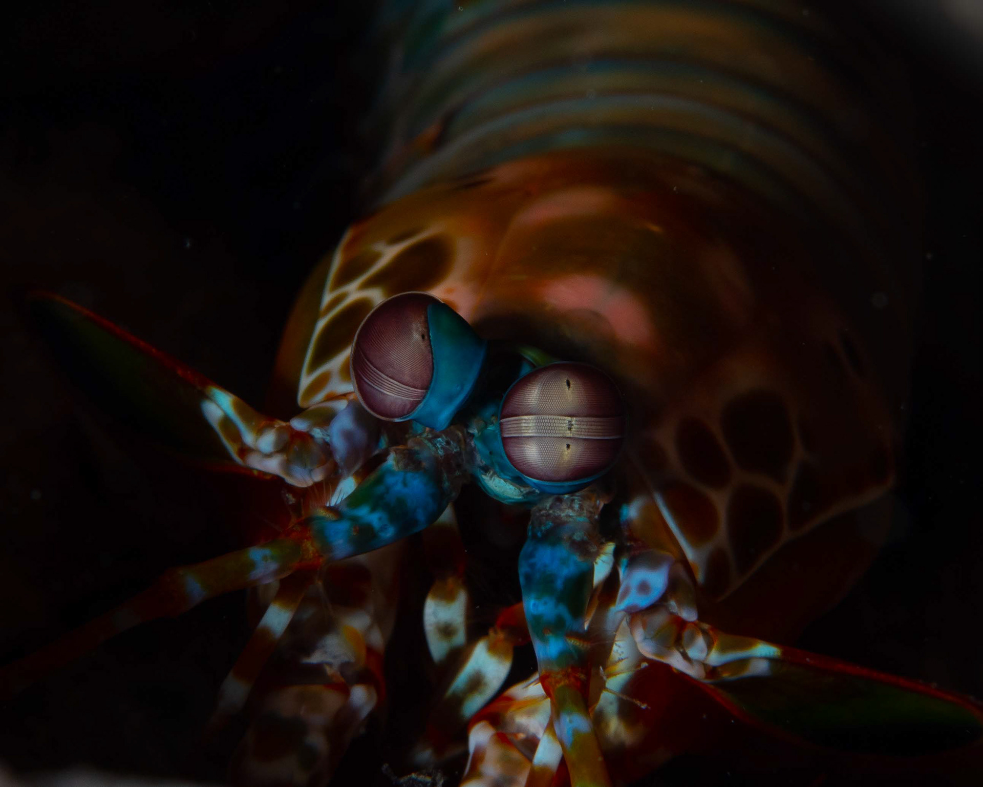 Mantis Shrimp