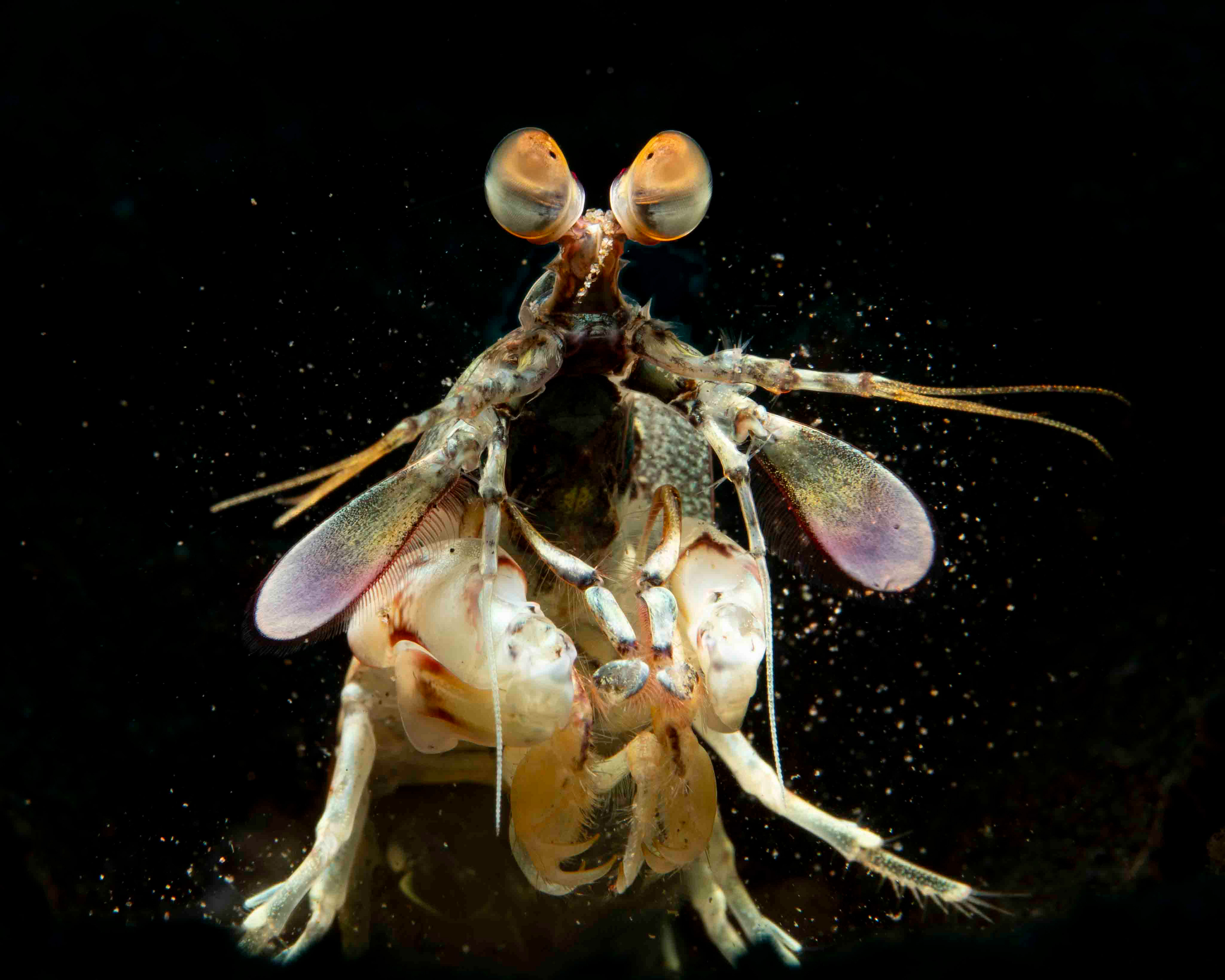 Pink eared mantis shrimp
