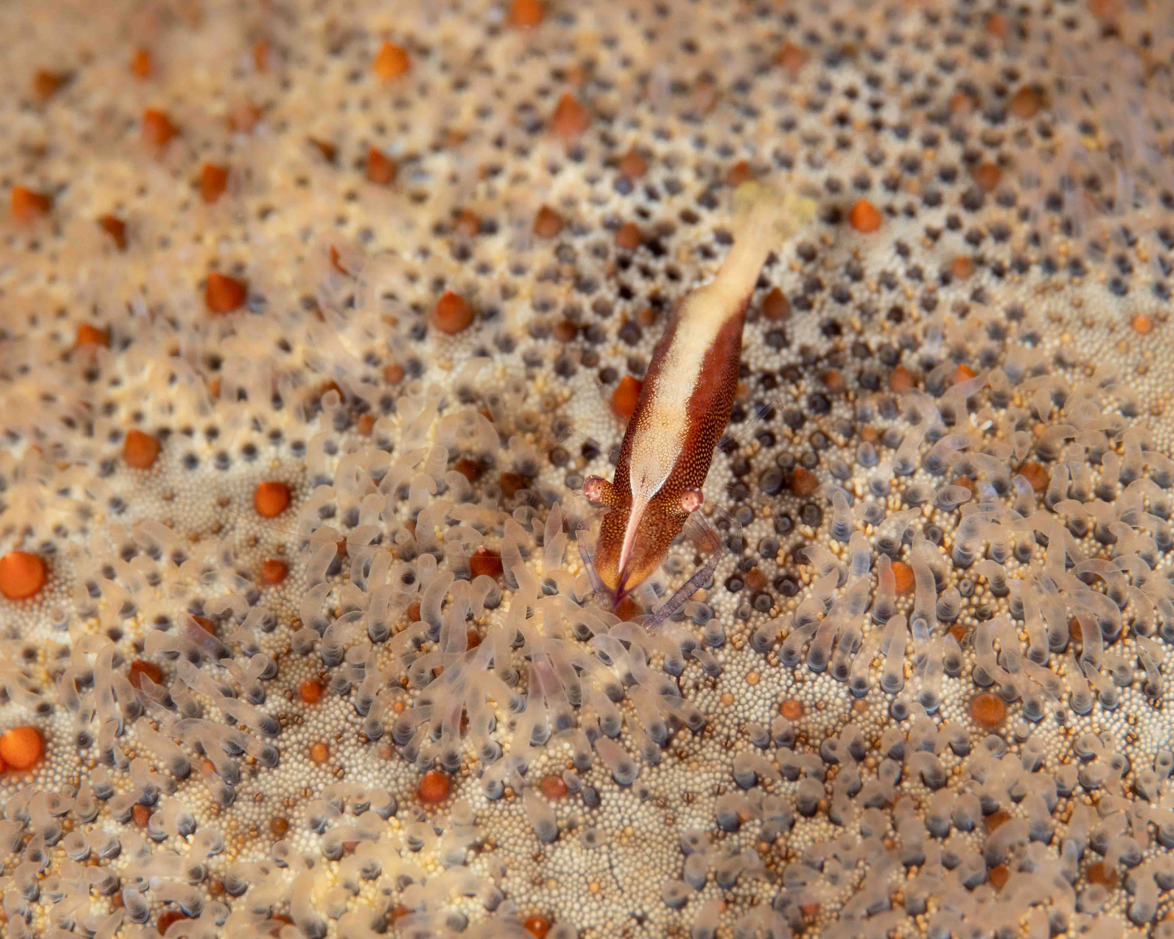 Sea Star Shrimp