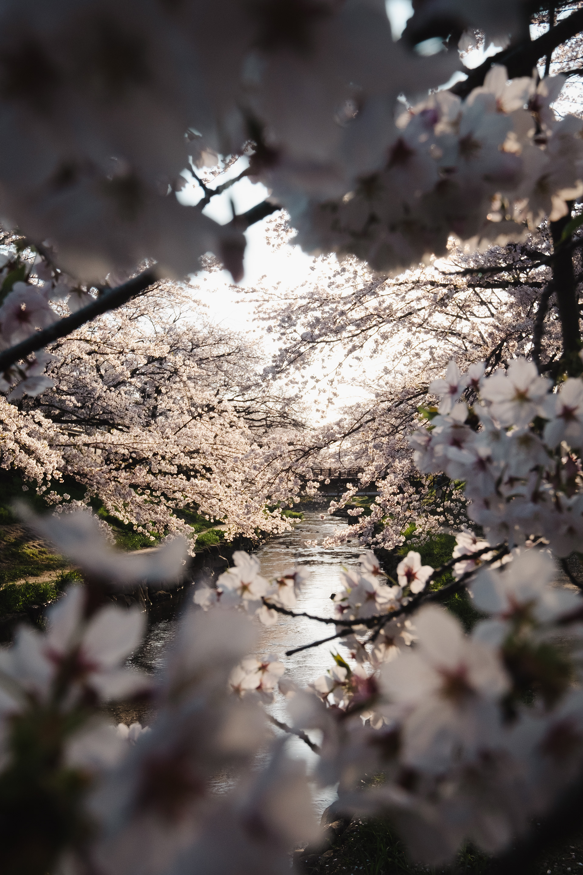 Full bloom in Motoara River, Saitama (2025)