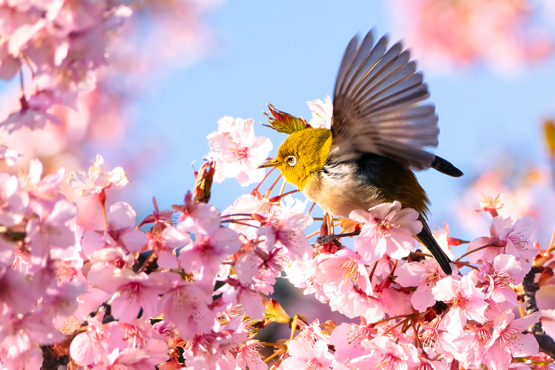 Japanese Warbling White Eye (目白) and Sakura (2024)