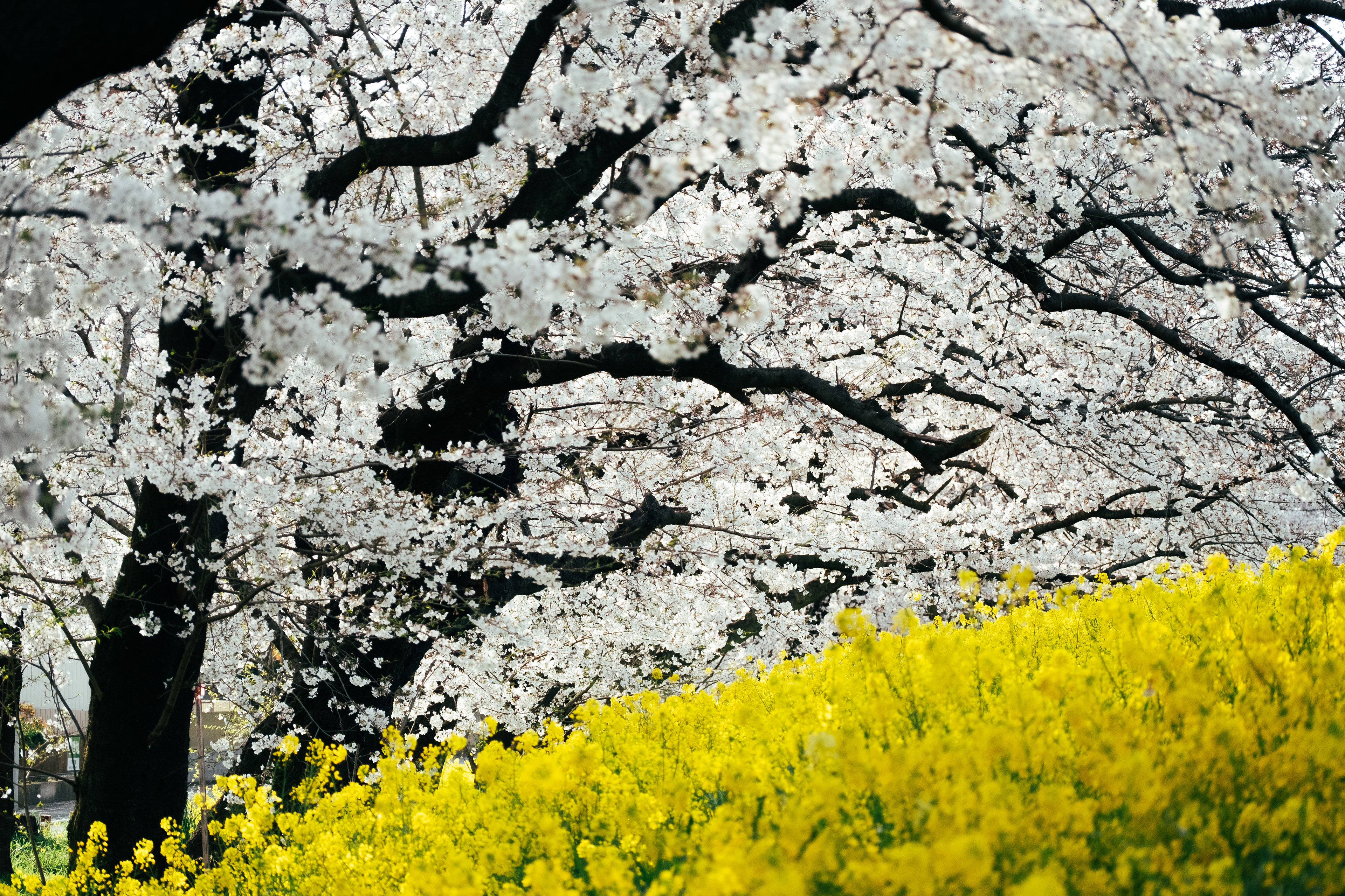 Cherry blossoms and rapeseed flowers in Kumagaya, Saitama (2025)