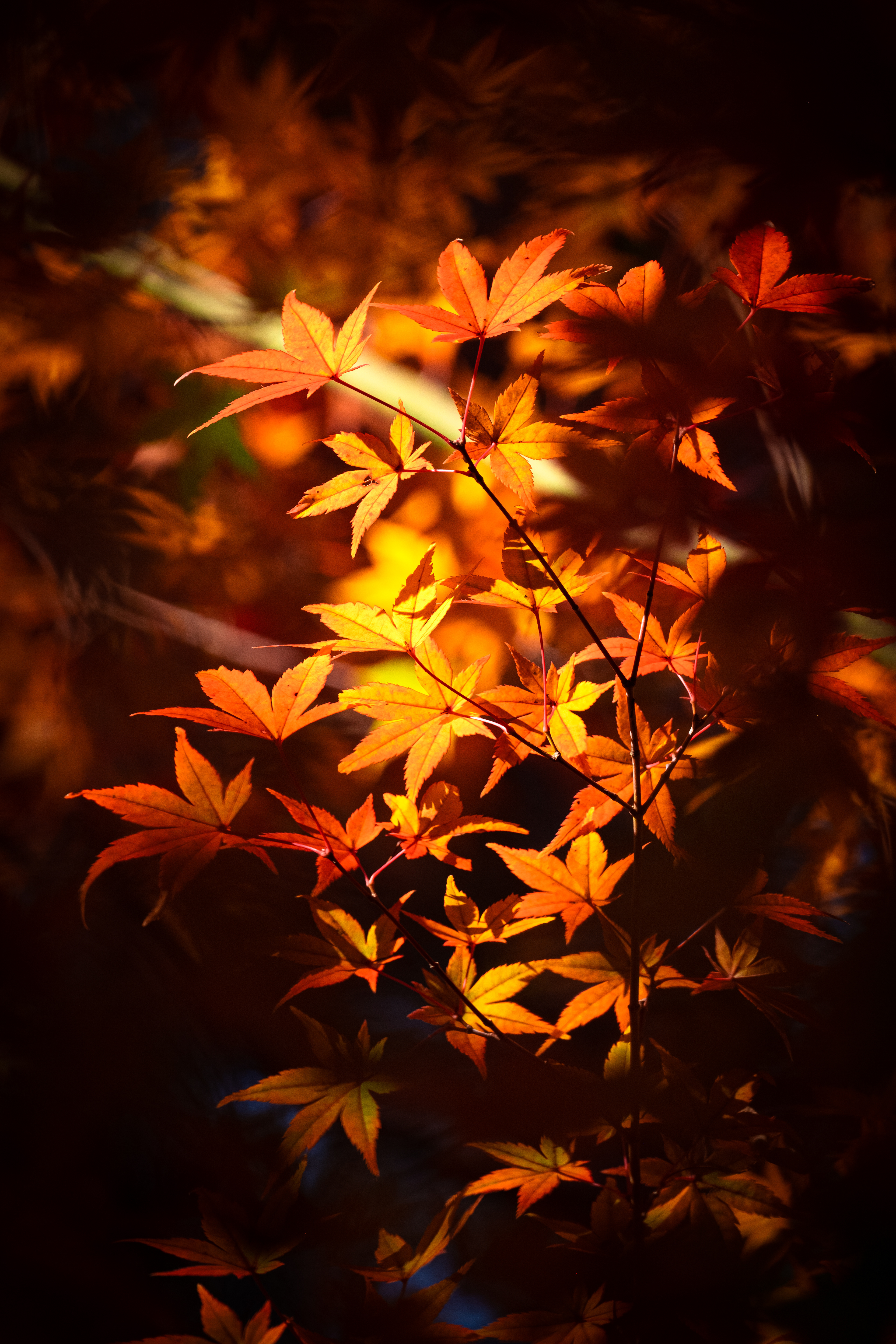Japanese maple tree (もみじ) during Autumn