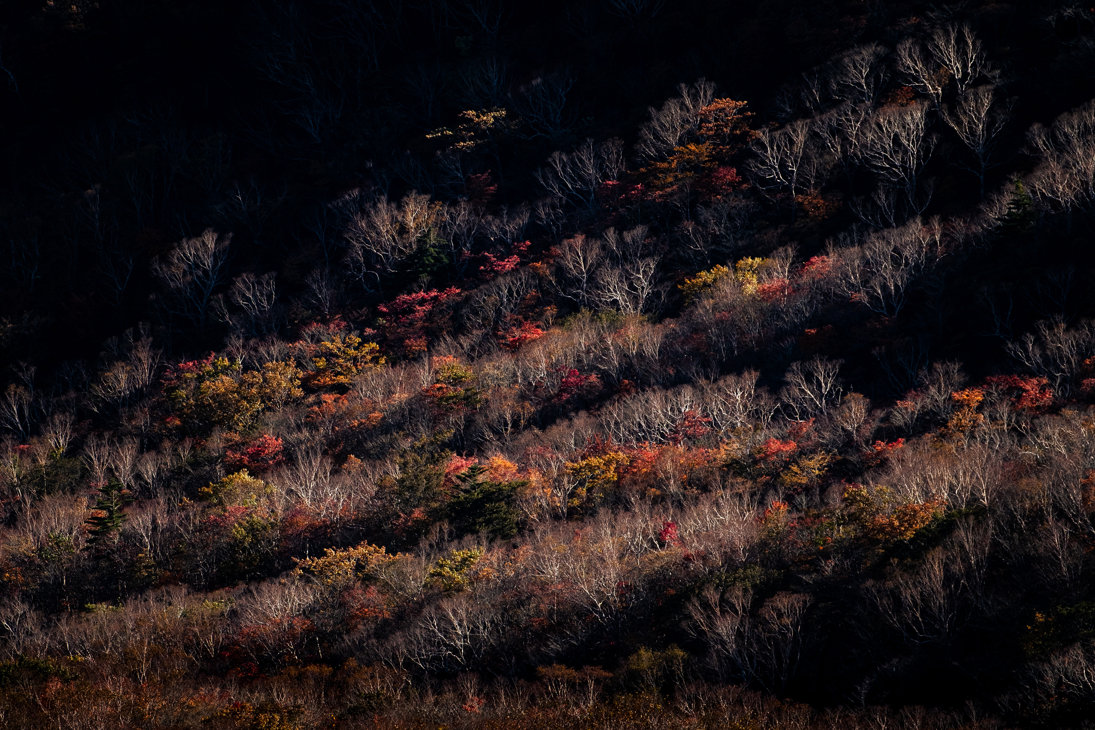 Shades of Autumn from a Hike in Nasu Kogen
