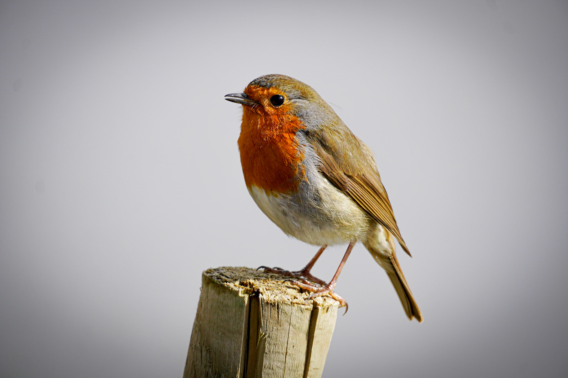 RSPB - Old Moor