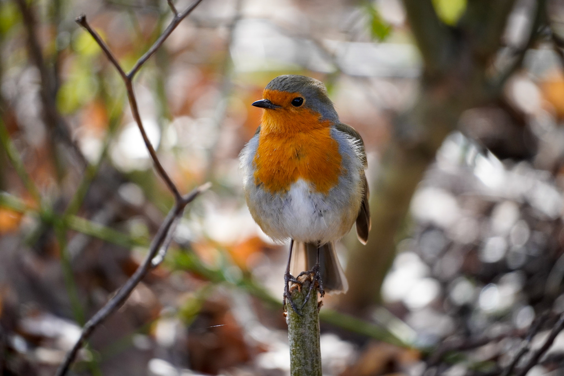 RSPB - Old Moor
