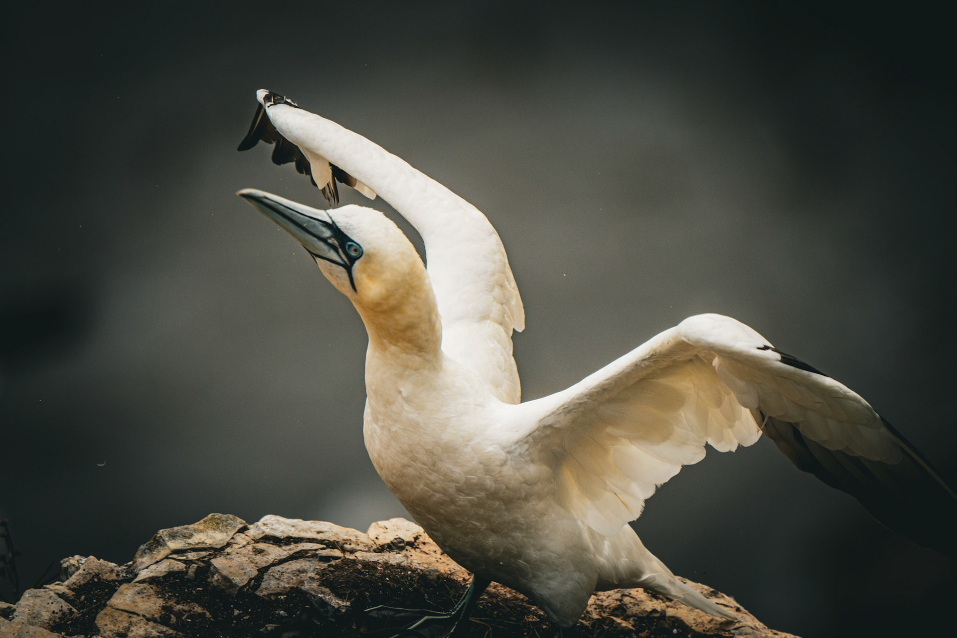 RSPB - Bempton