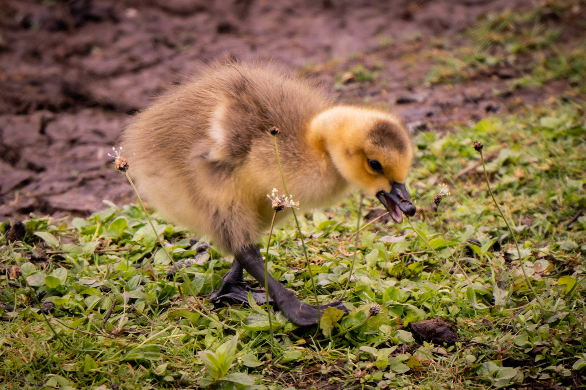RSPB - Old Moor